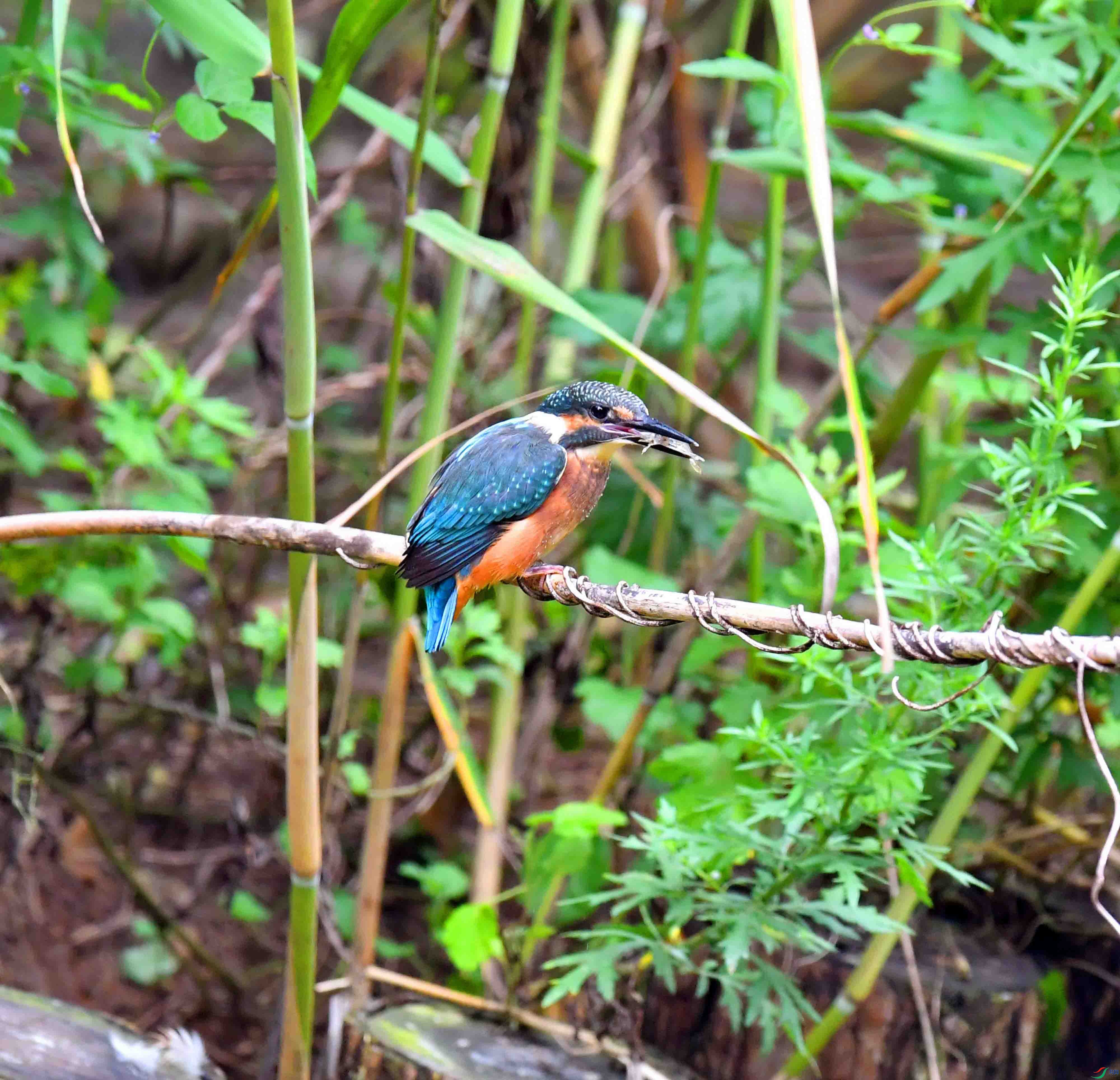 DSC_4485.JPG