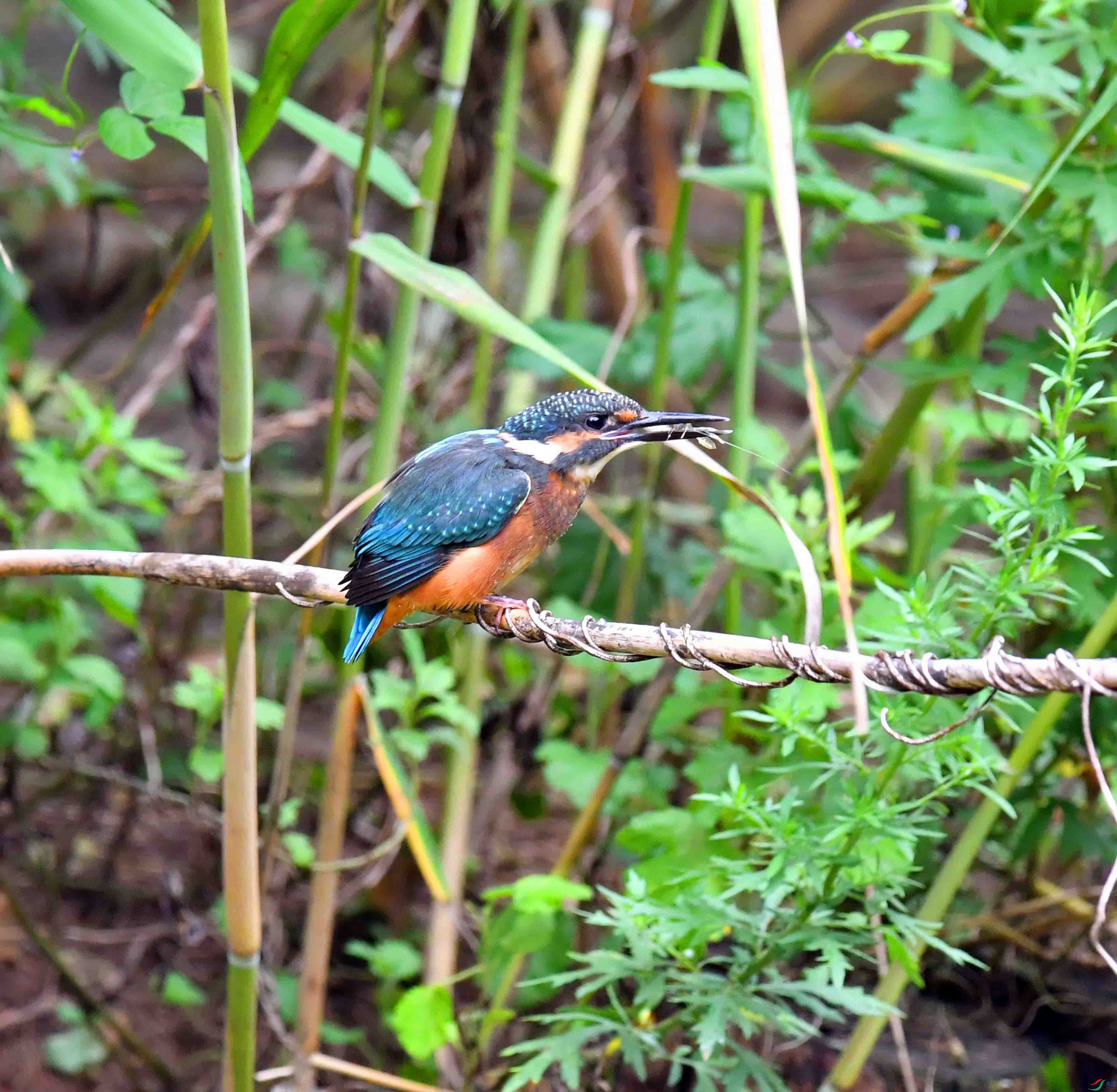 DSC_1102.JPG