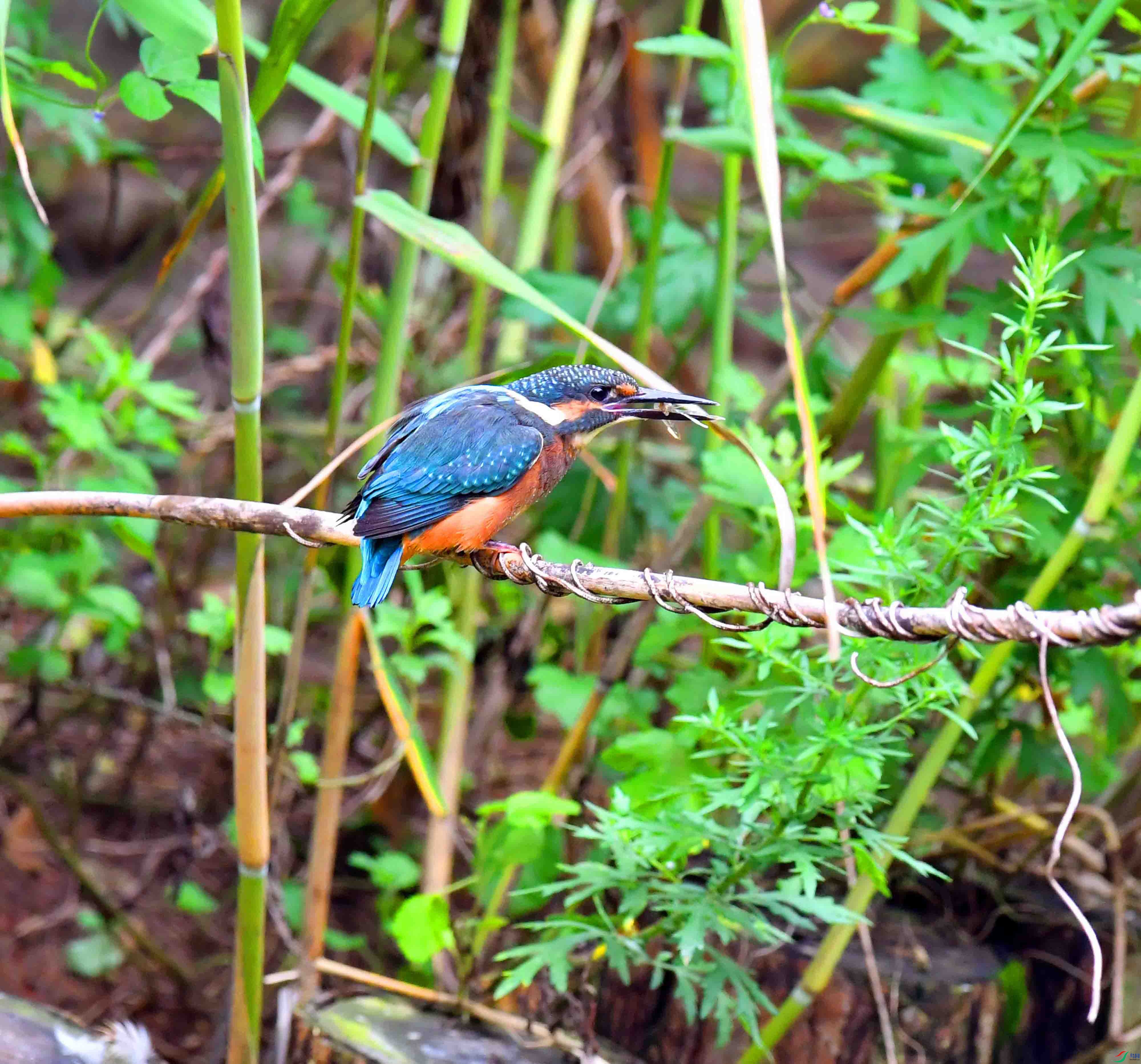DSC_4487.JPG