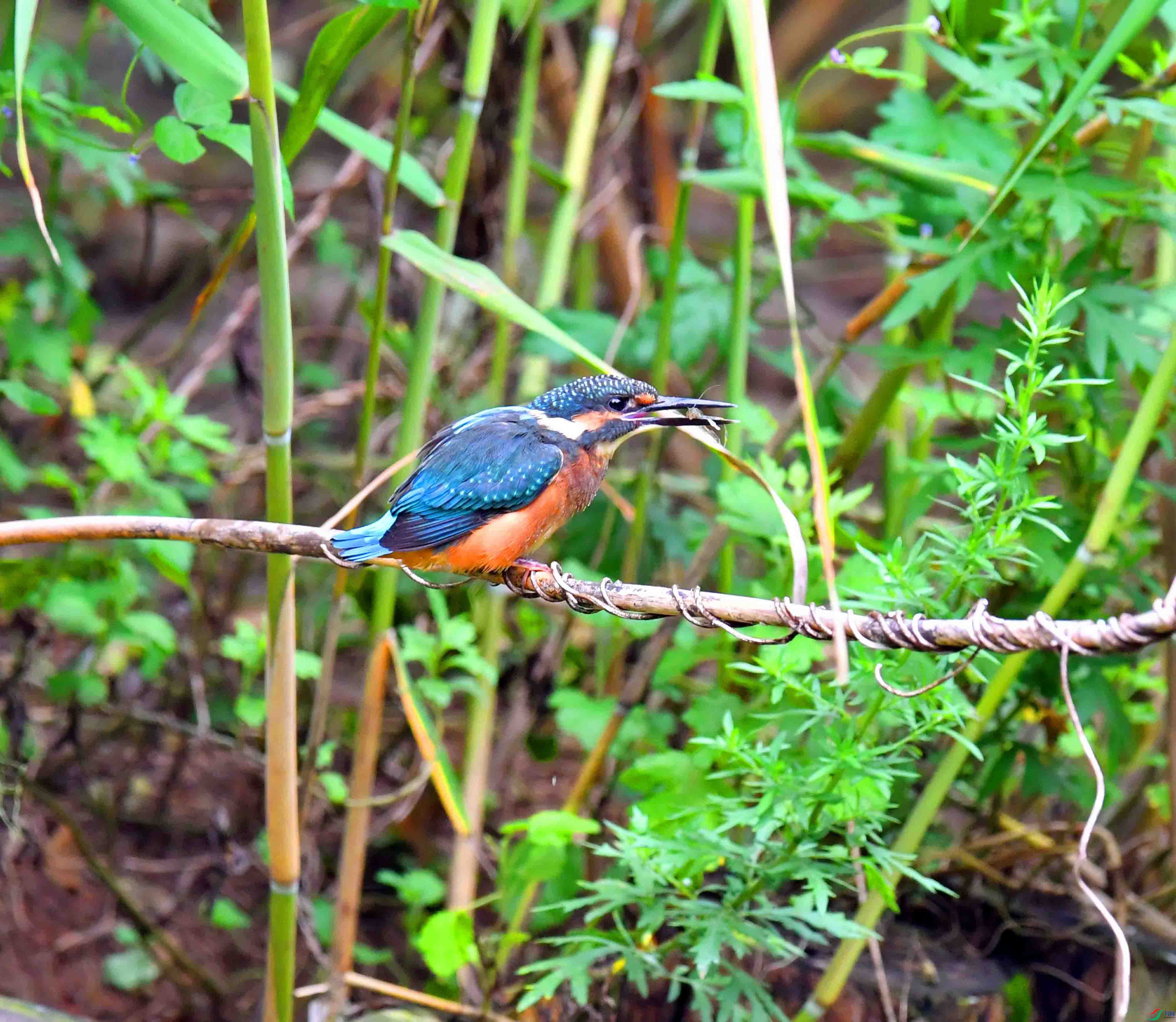 DSC_4489.JPG