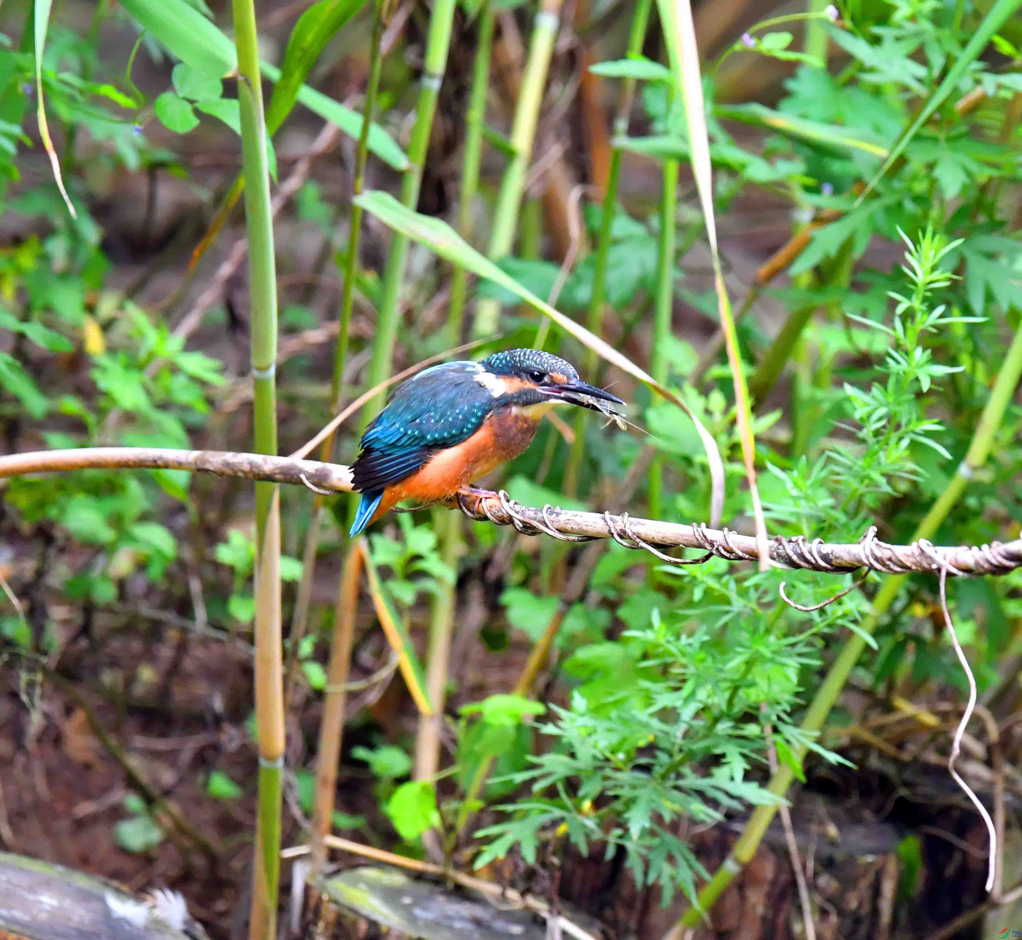 DSC_1108.JPG