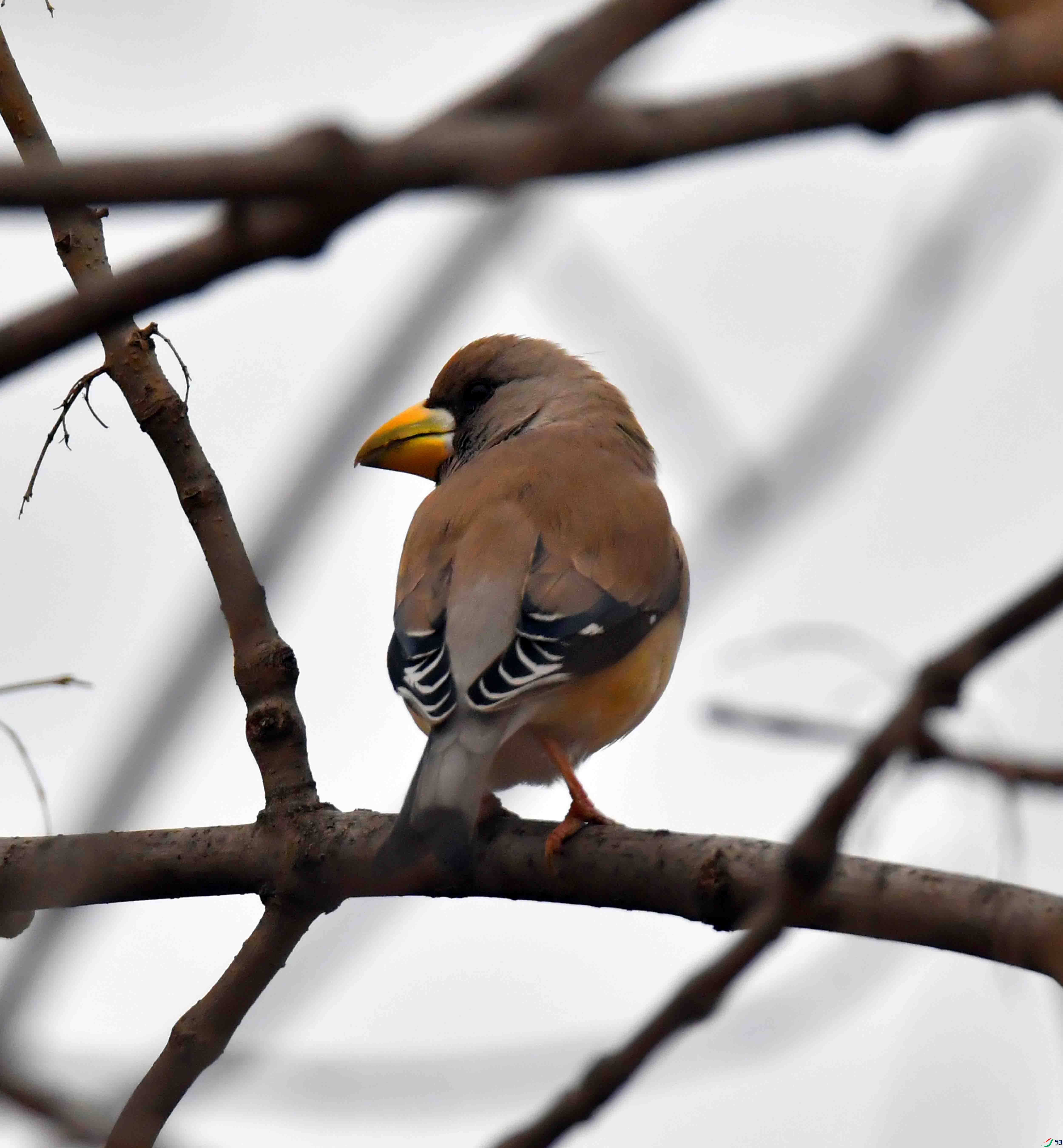 DSC_9525.JPG