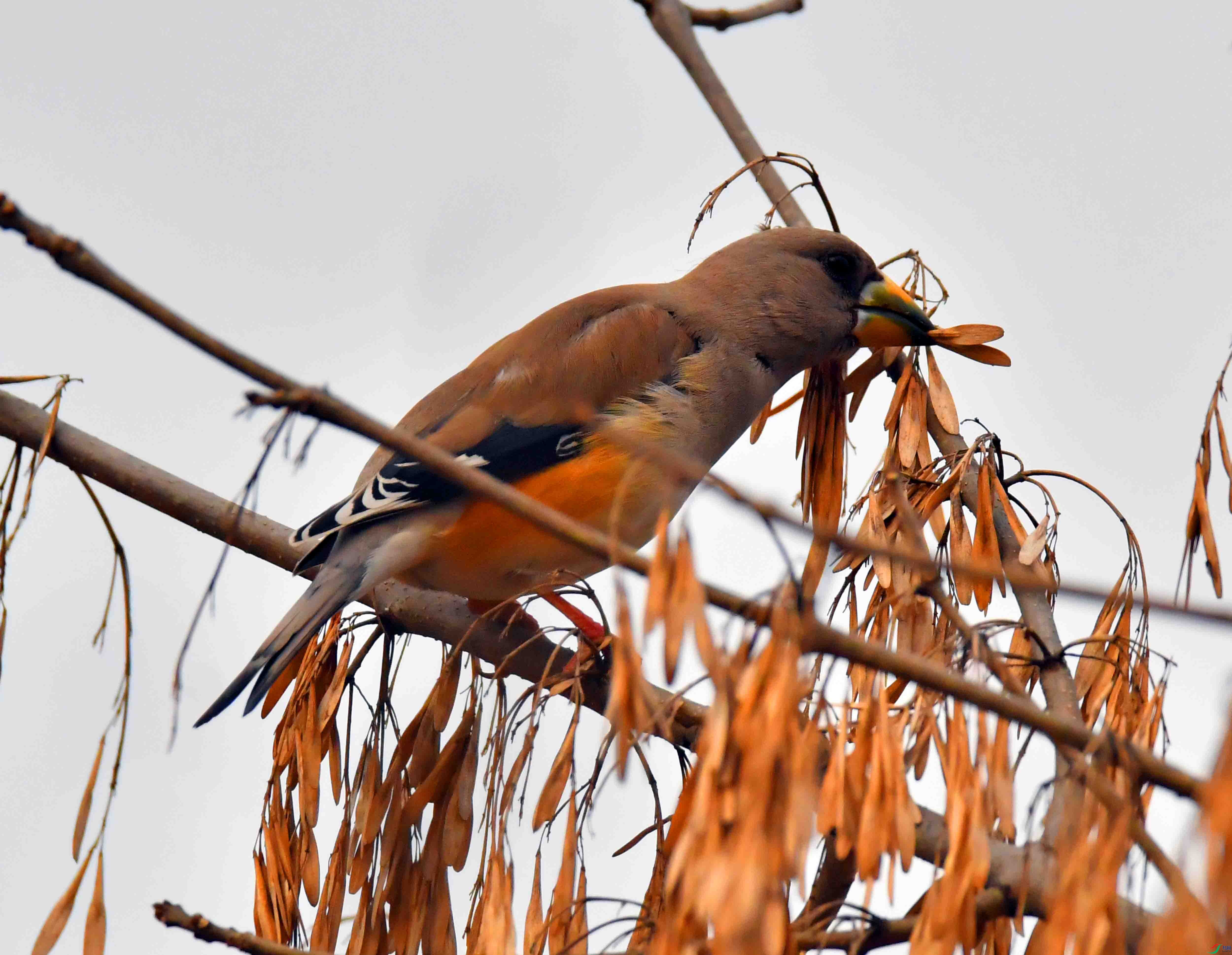 DSC_9611.JPG