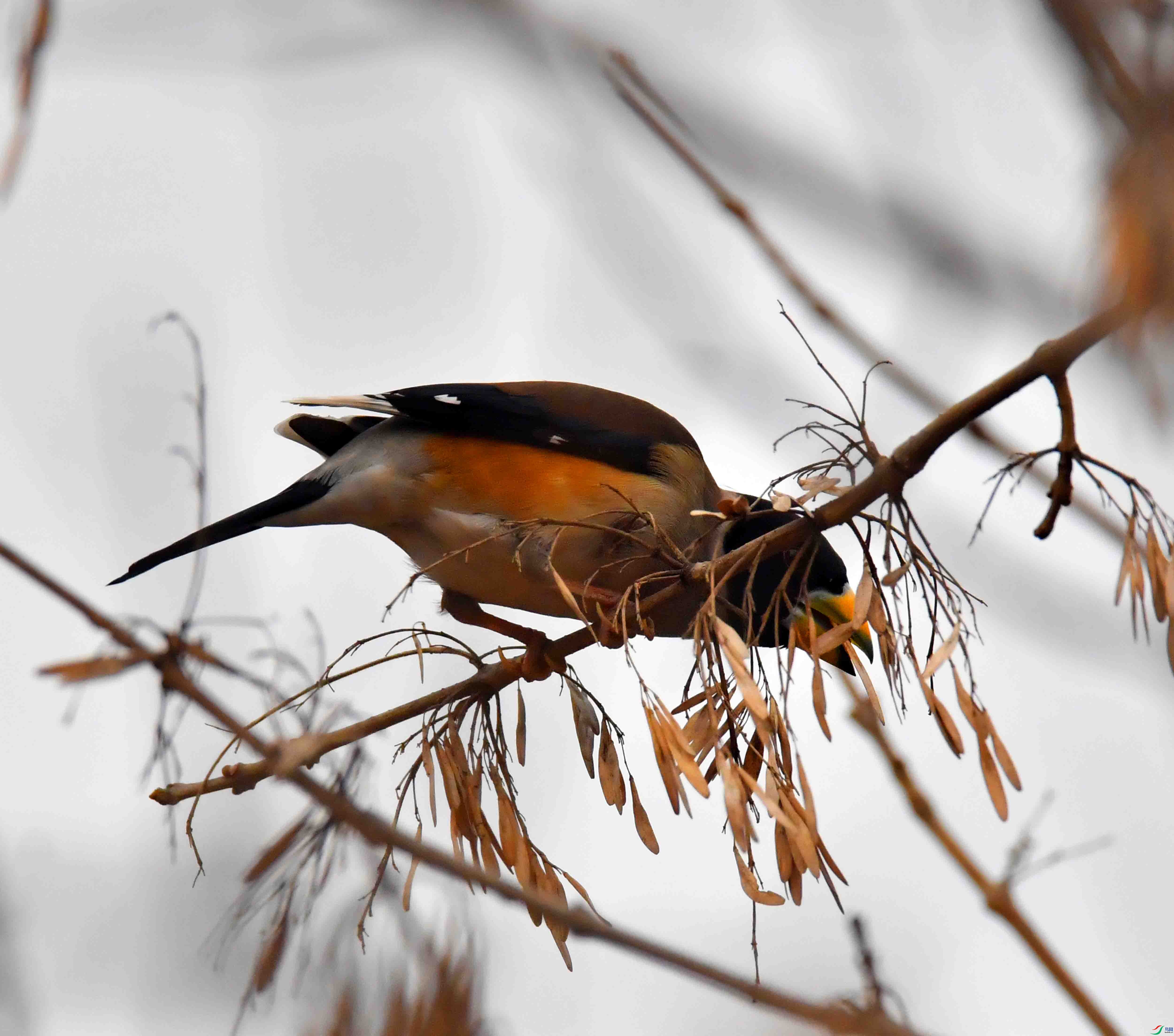 DSC_9660.JPG