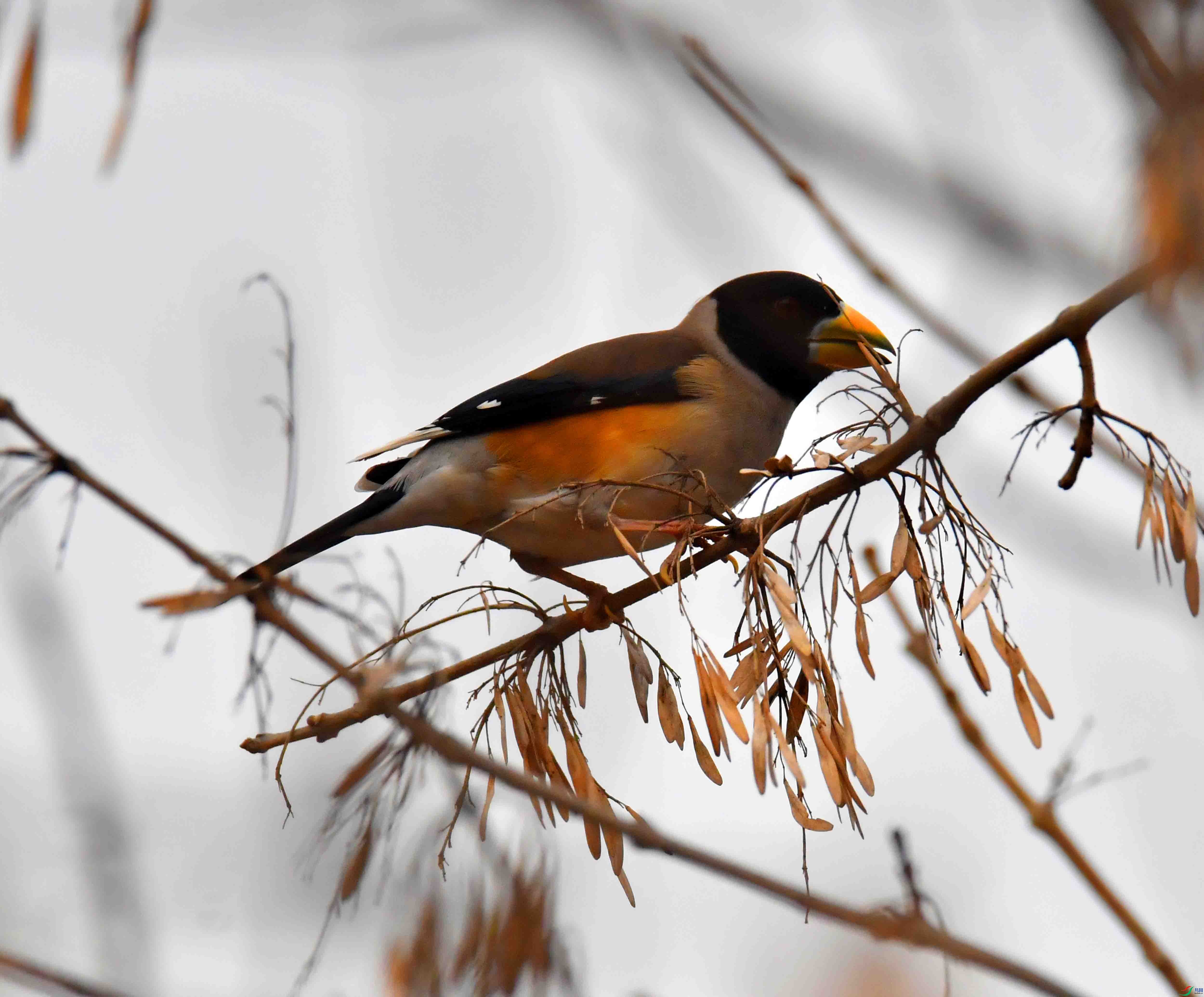 DSC_9665.JPG