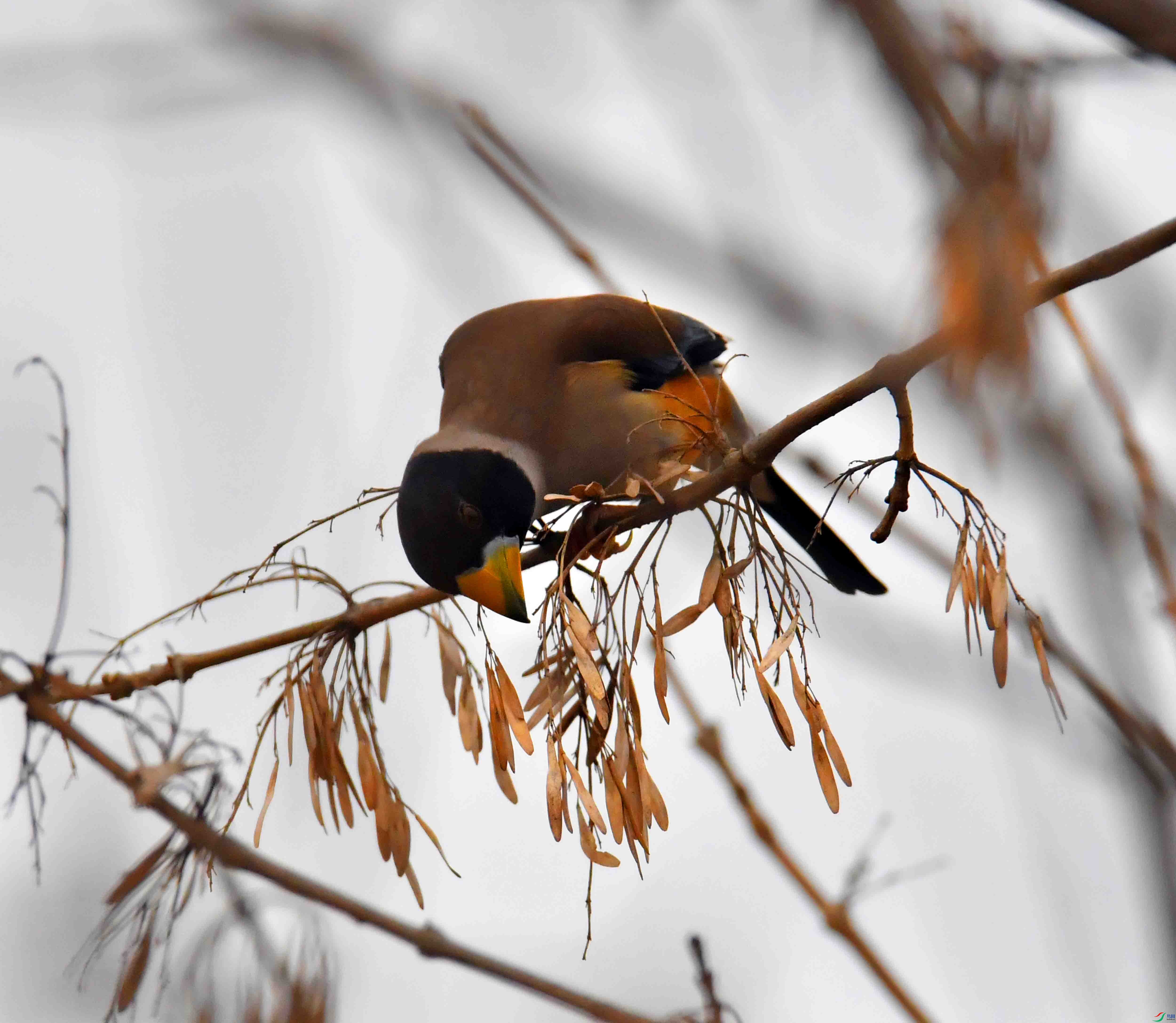 DSC_9668.JPG