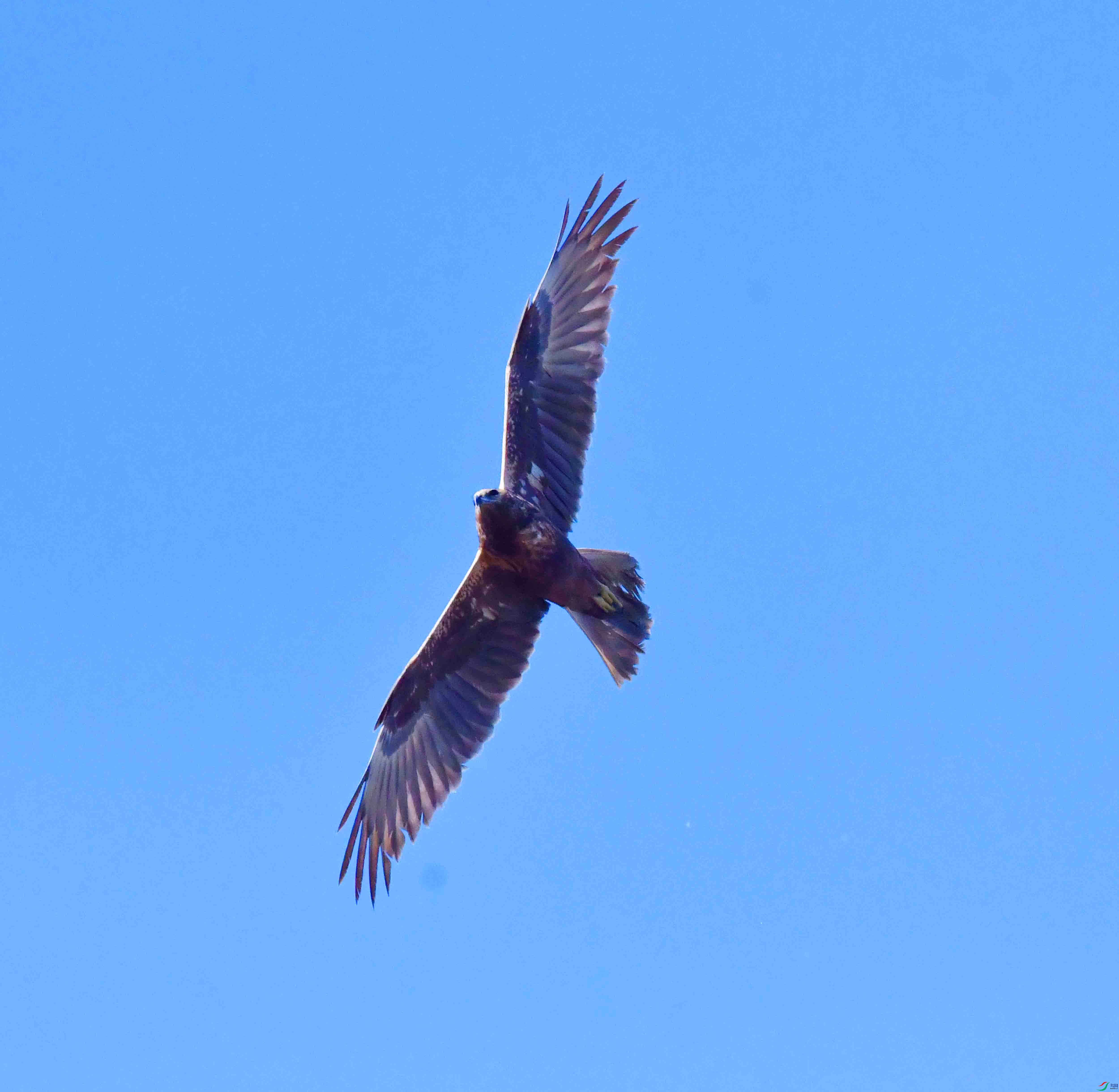 DSC_8246.JPG