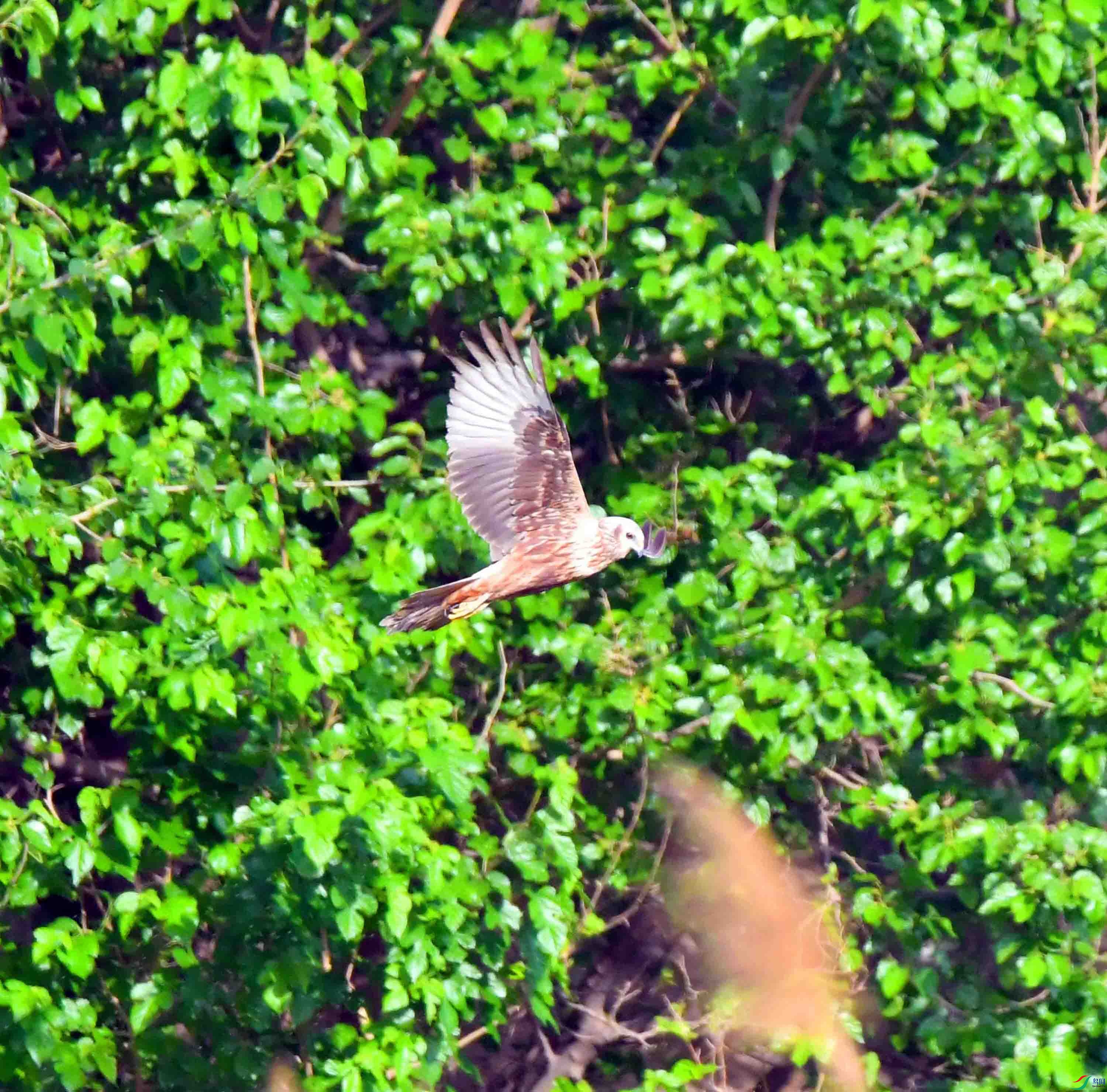 DSC_9711.JPG