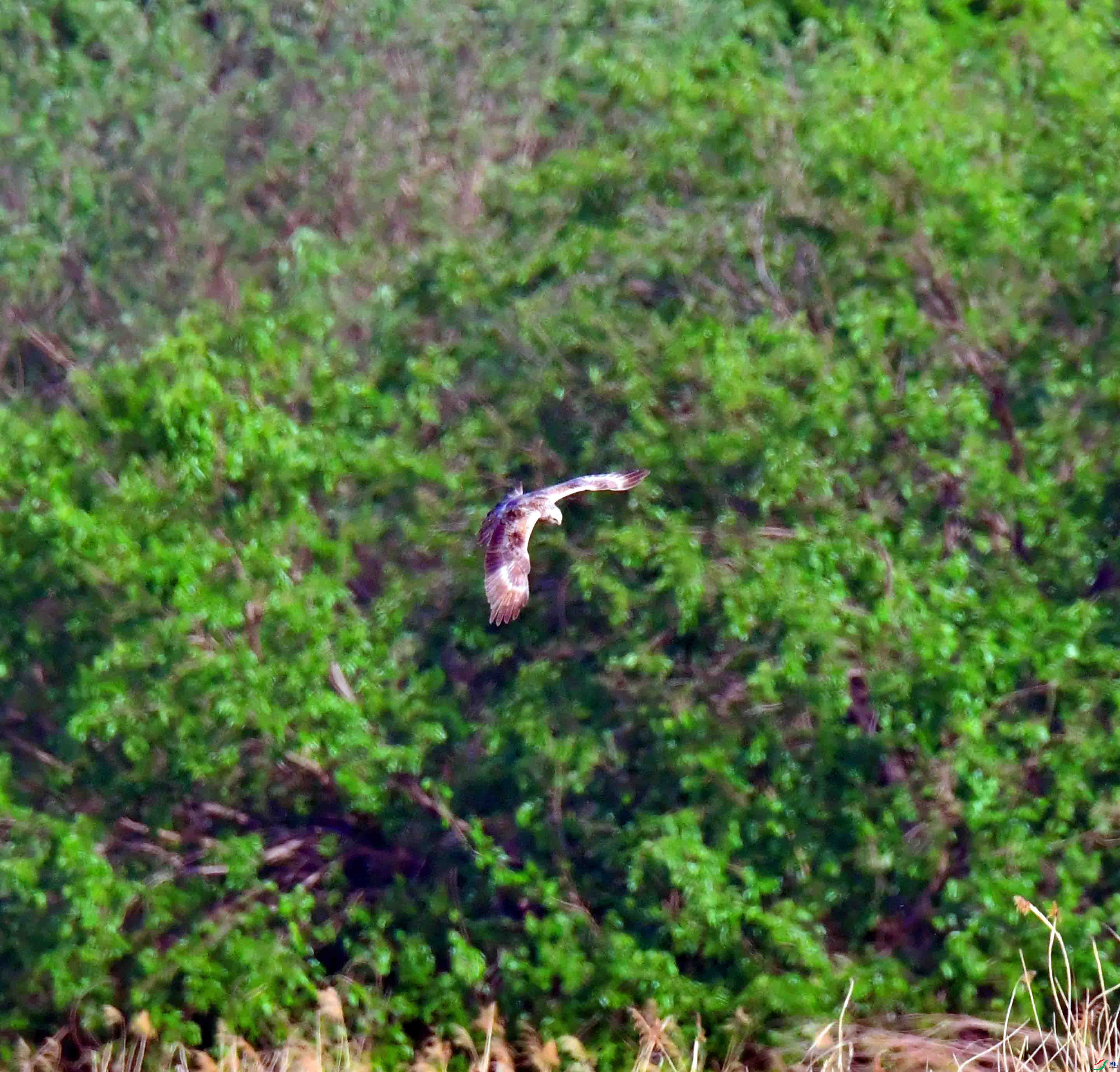 DSC_9818.JPG