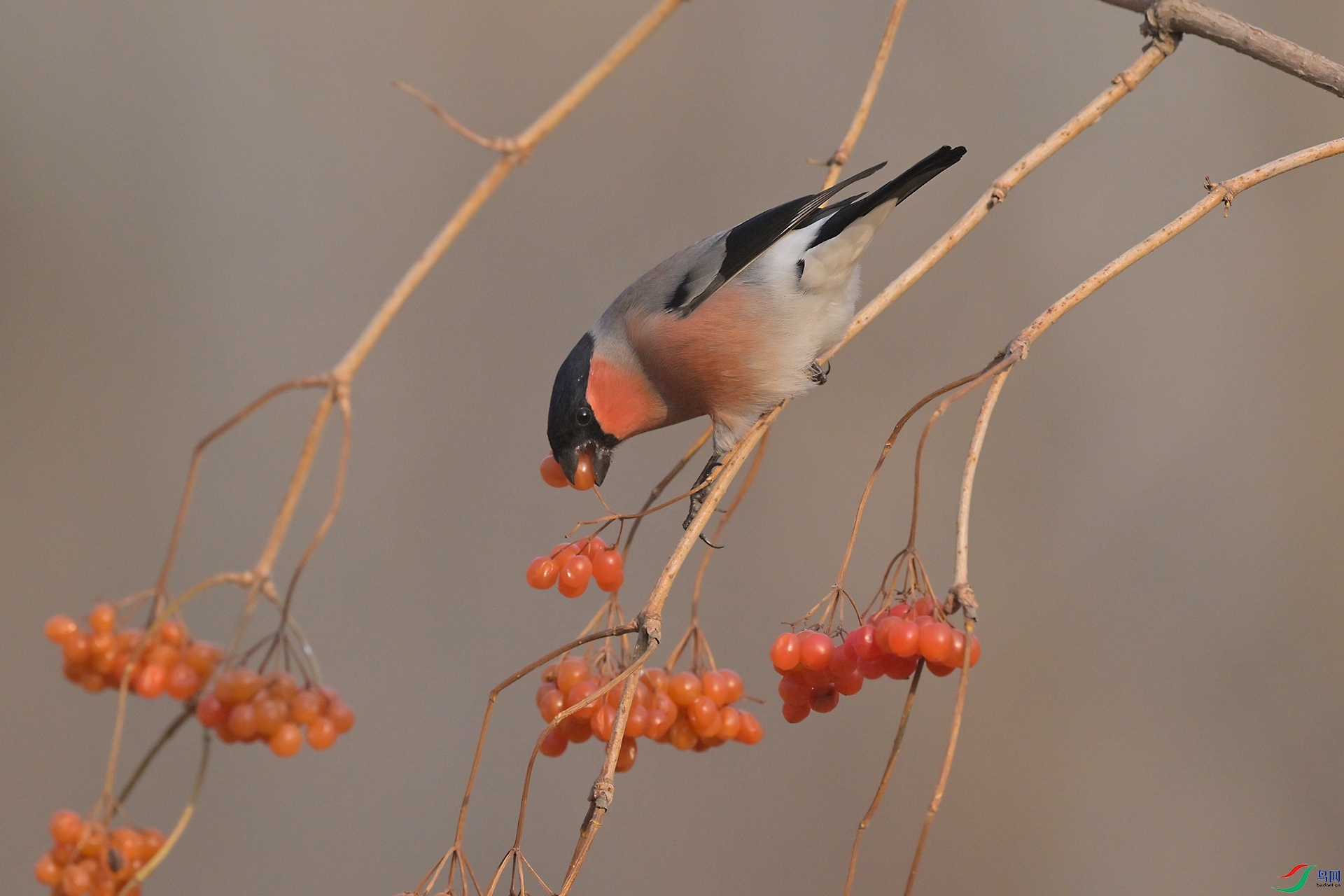 DSC_7466.jpg