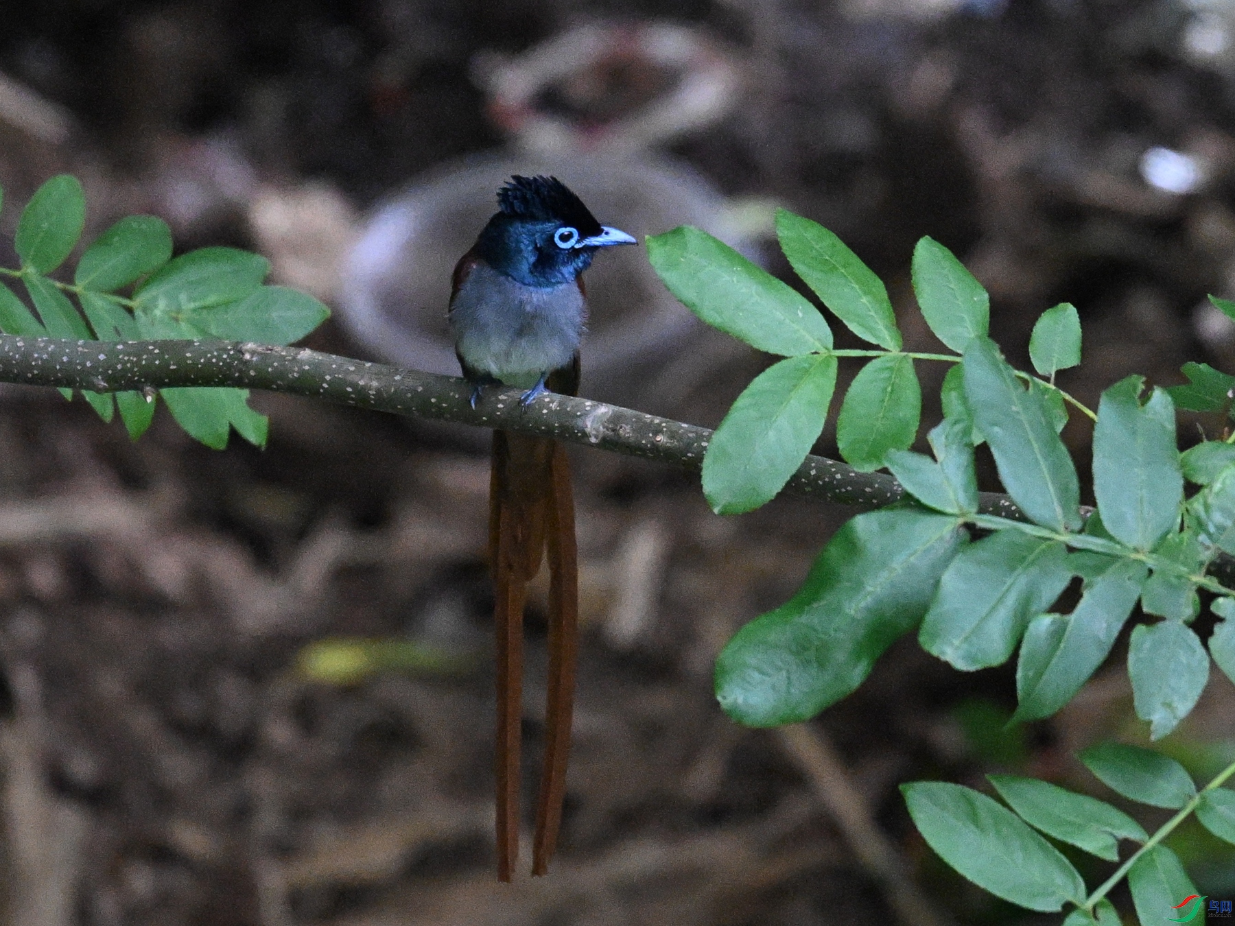DSC_8262.JPG