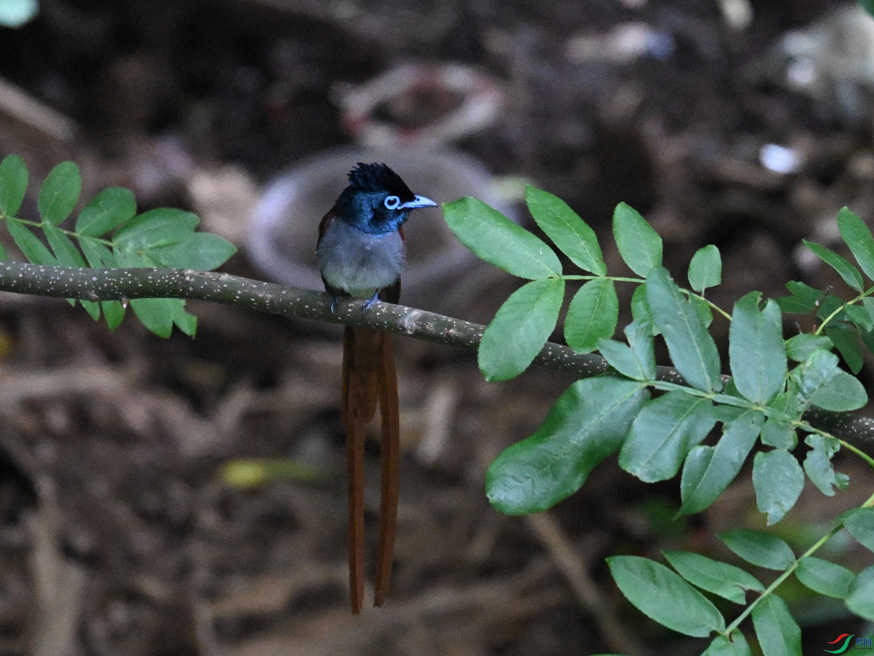 DSC_8264.JPG