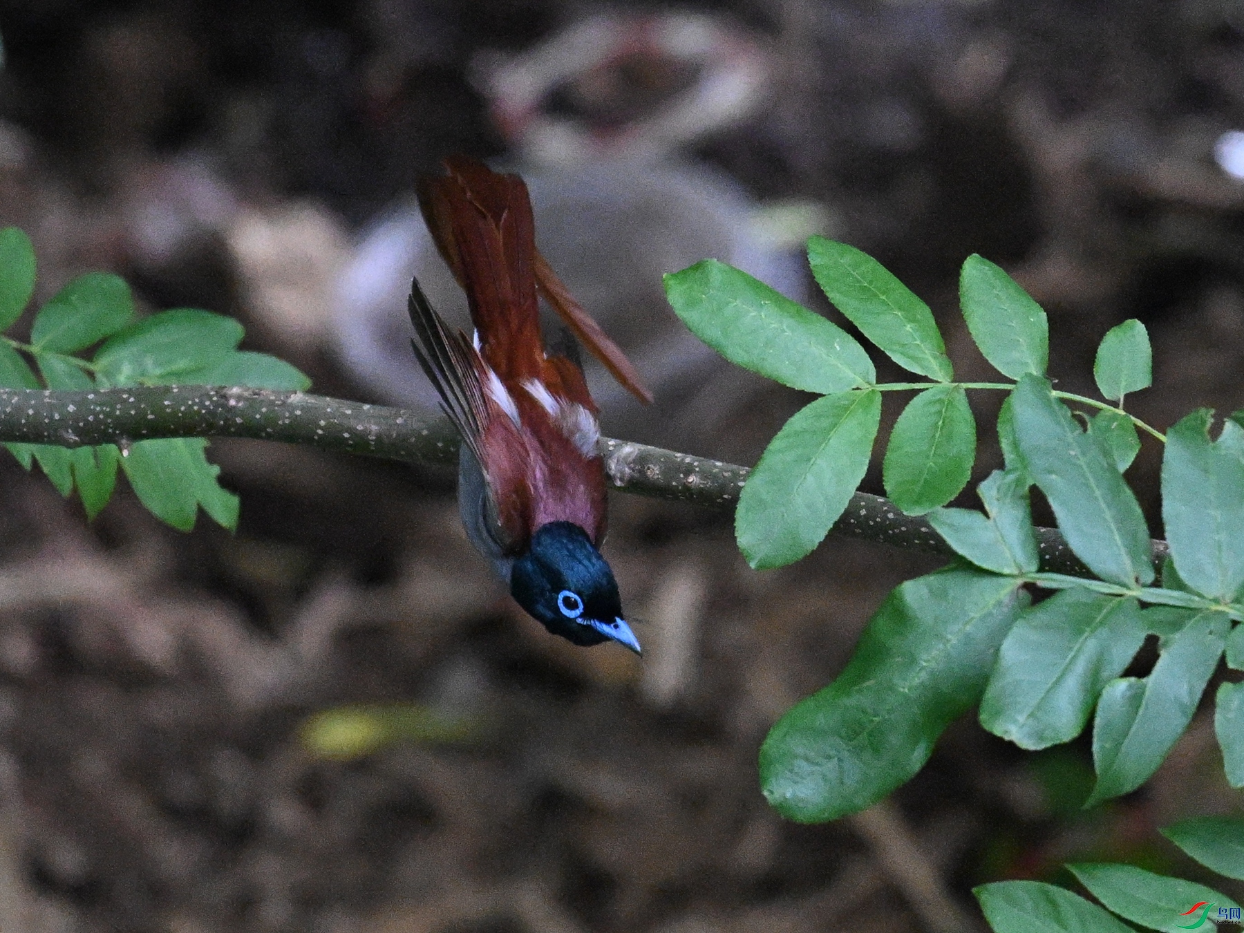 DSC_8284.JPG