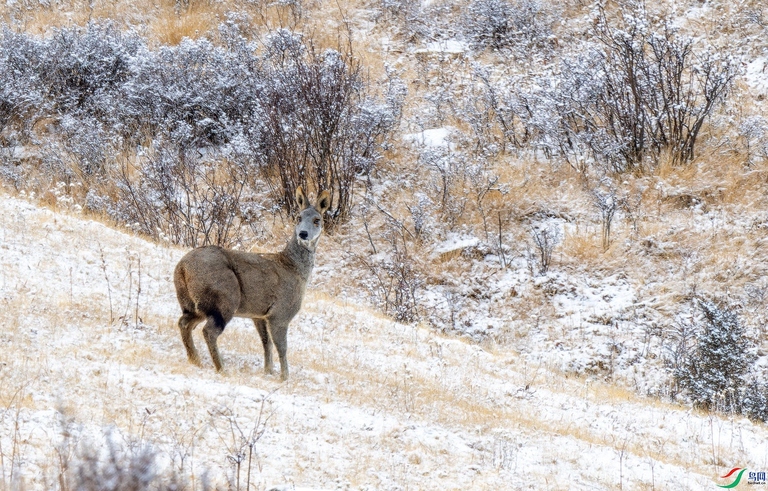 ���꣨���� (3)-01.jpg