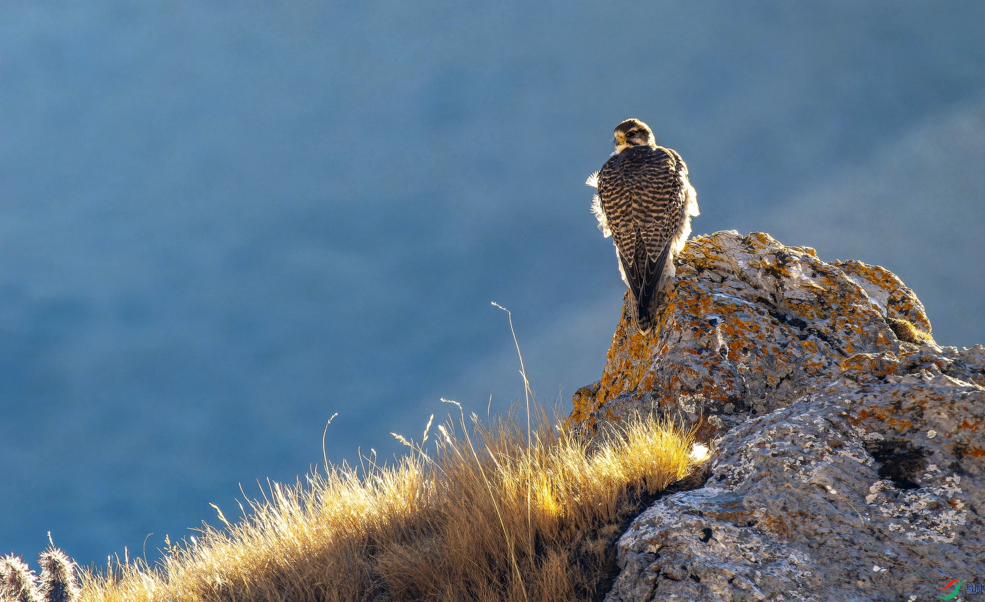 ���� (2)-01.jpg