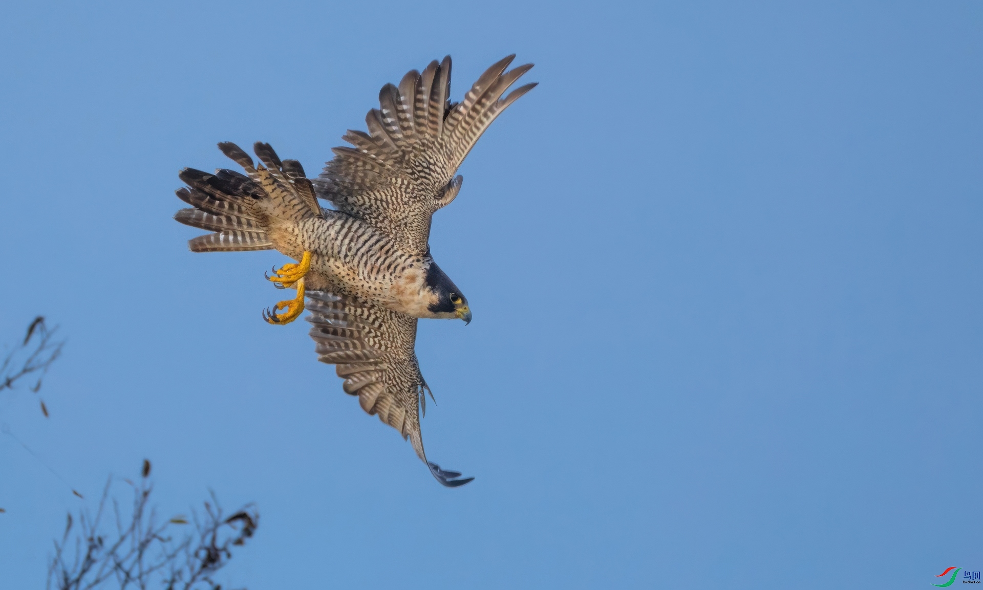 DSC06744-DeNoiseAI-severe-noise-gigapixel-standard v2-1920w.jpeg