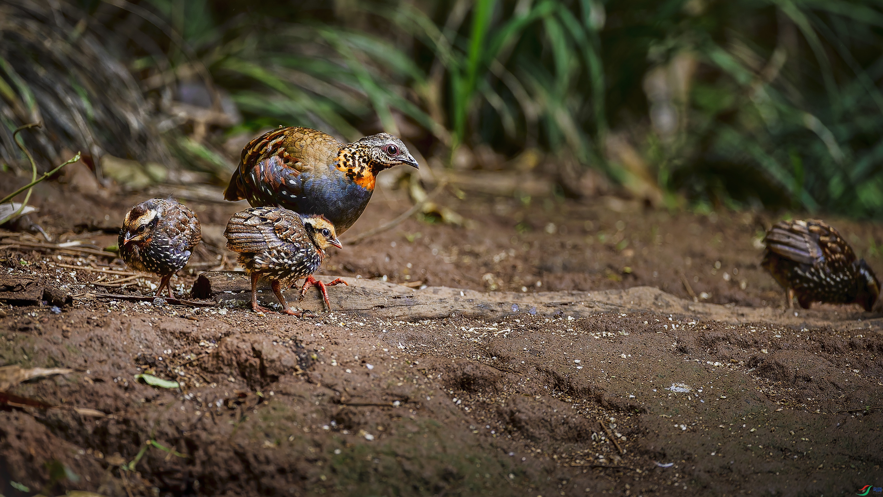 ��ʳ�ĺ��ɽ��(zh��)�(g��)