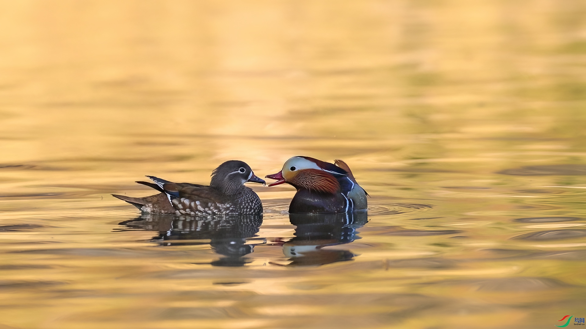 ԧ��˫˫-���� ����.jpg