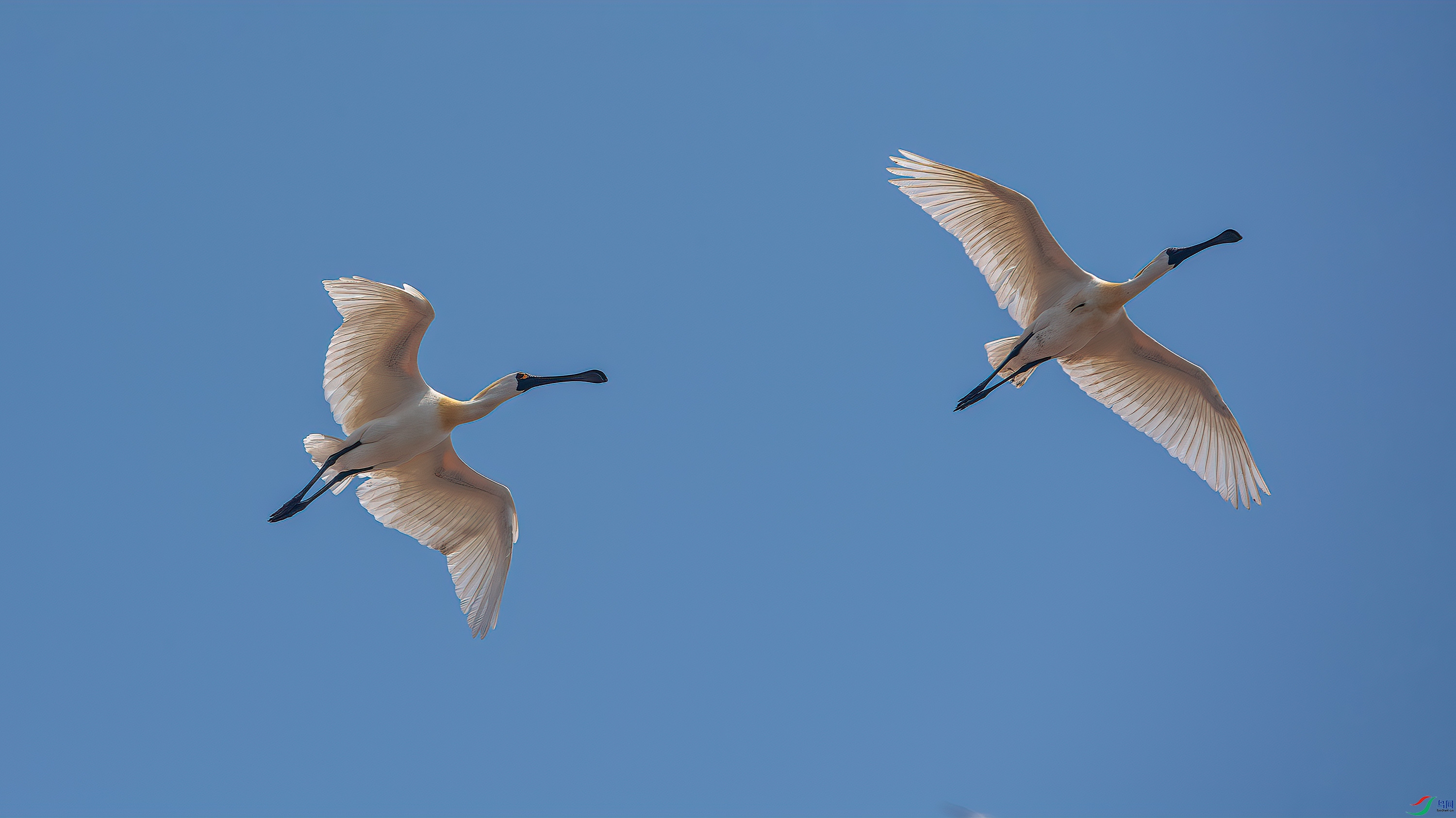 DSC_6390-����ǿ-NR.jpg