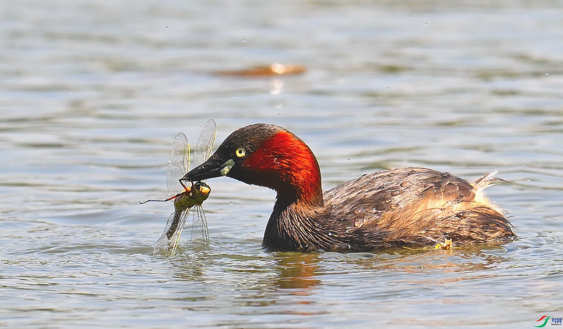 DSC_0015_01.JPG