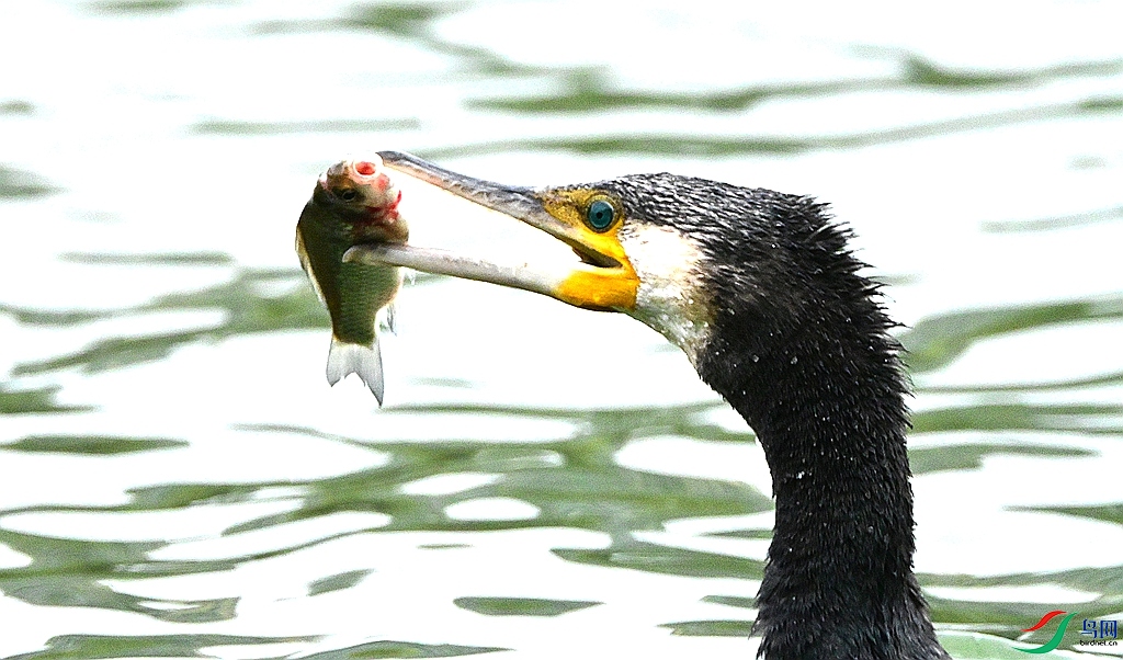 DSC_3078.JPG