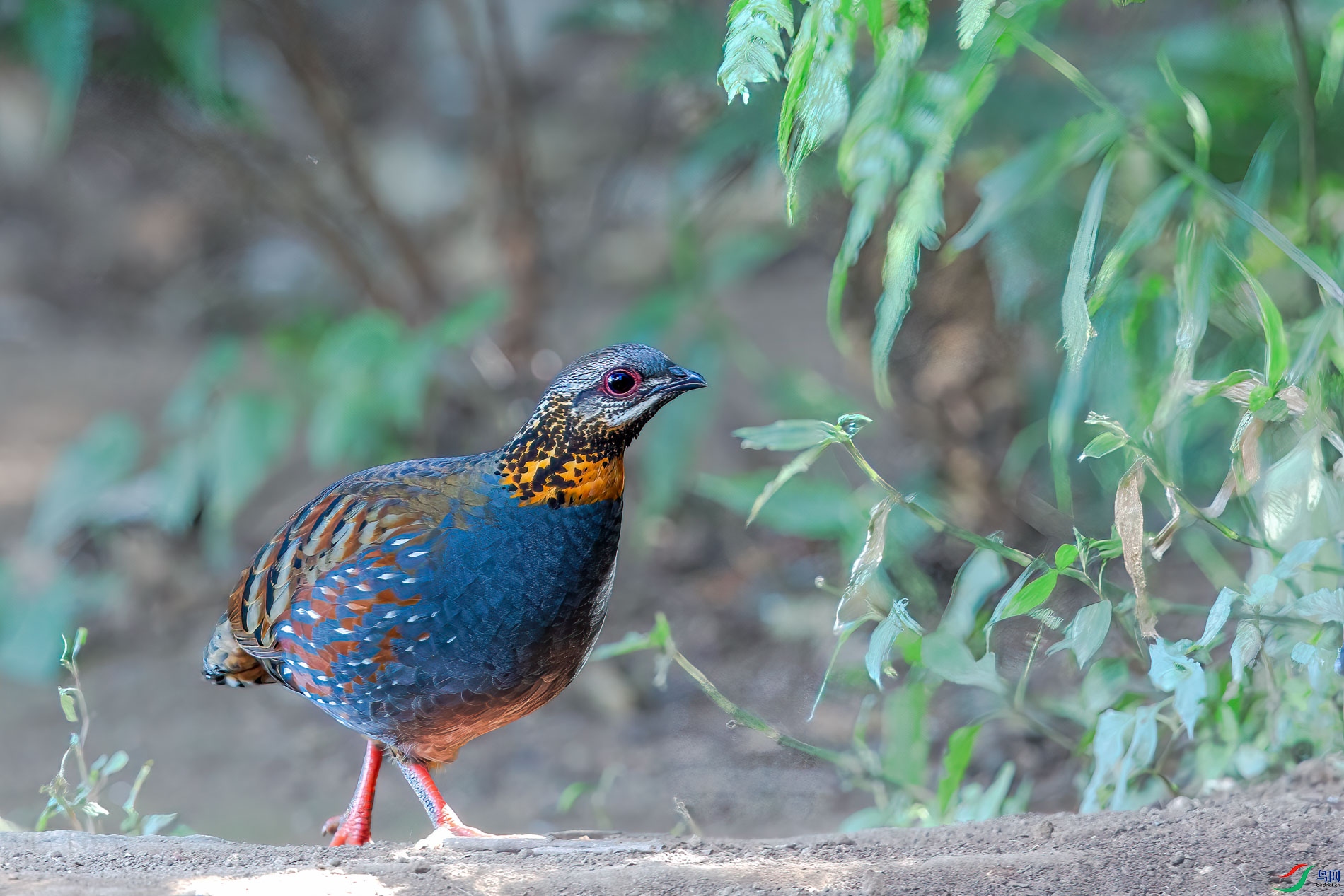 AQ4P1882-1.jpg