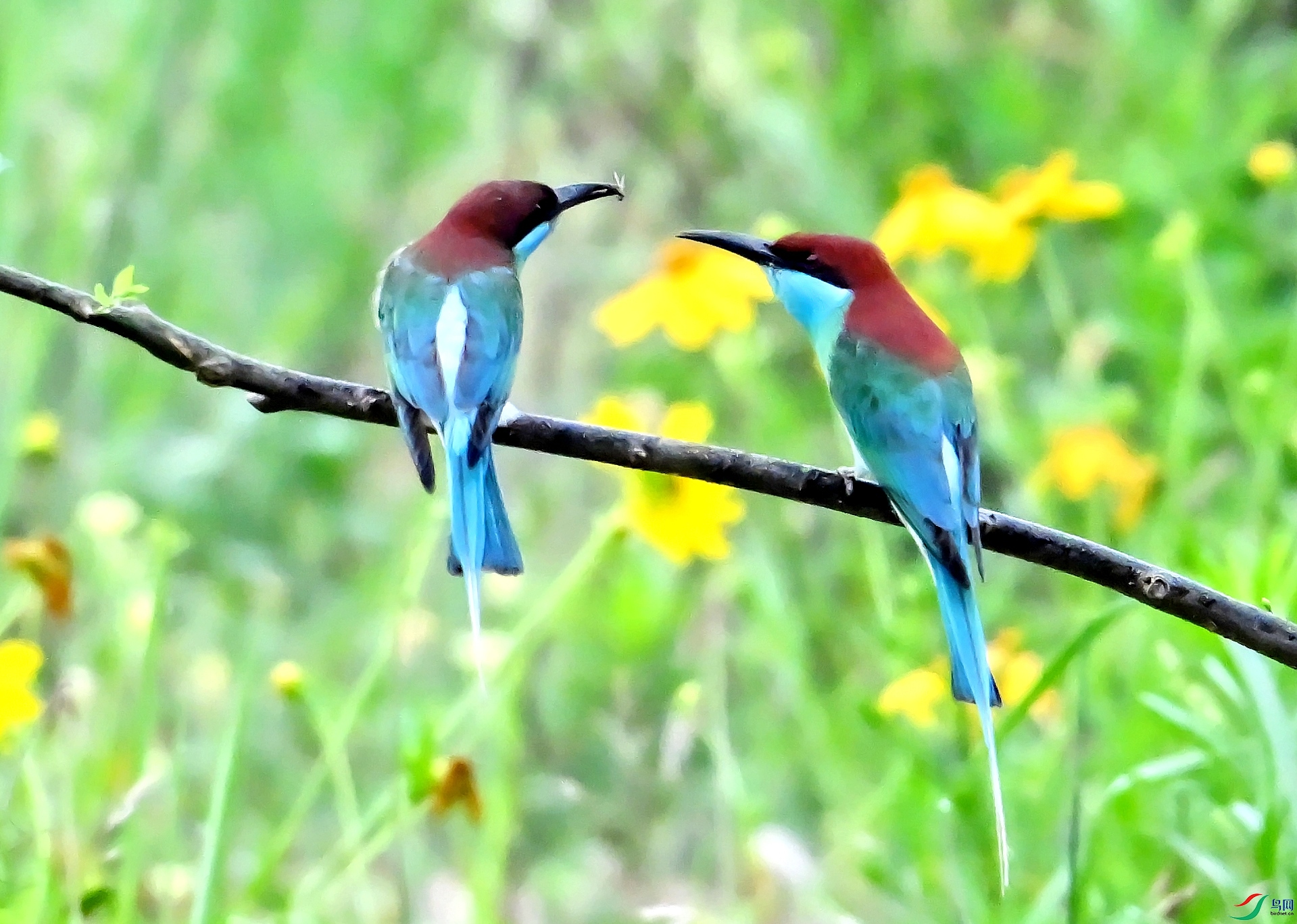 DSC_0035---_conew1.jpg