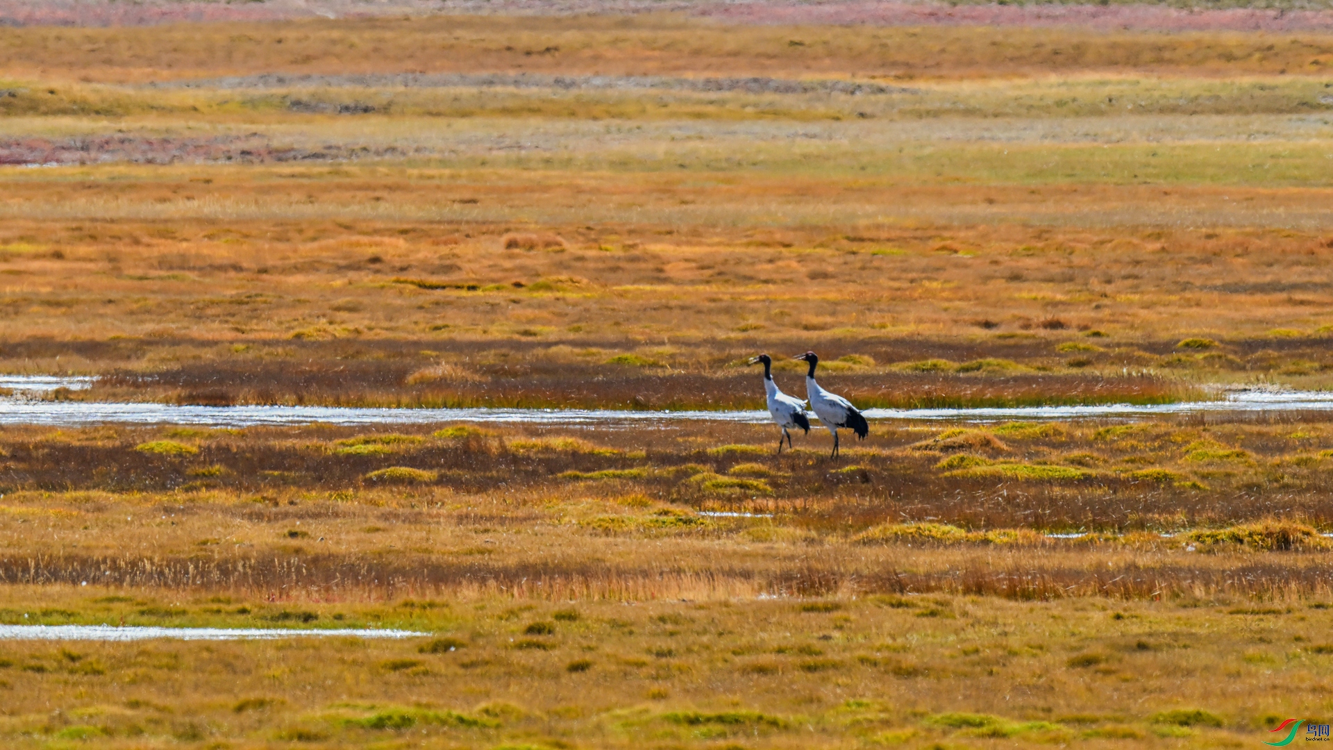 DSC_4008 ����_����.jpg