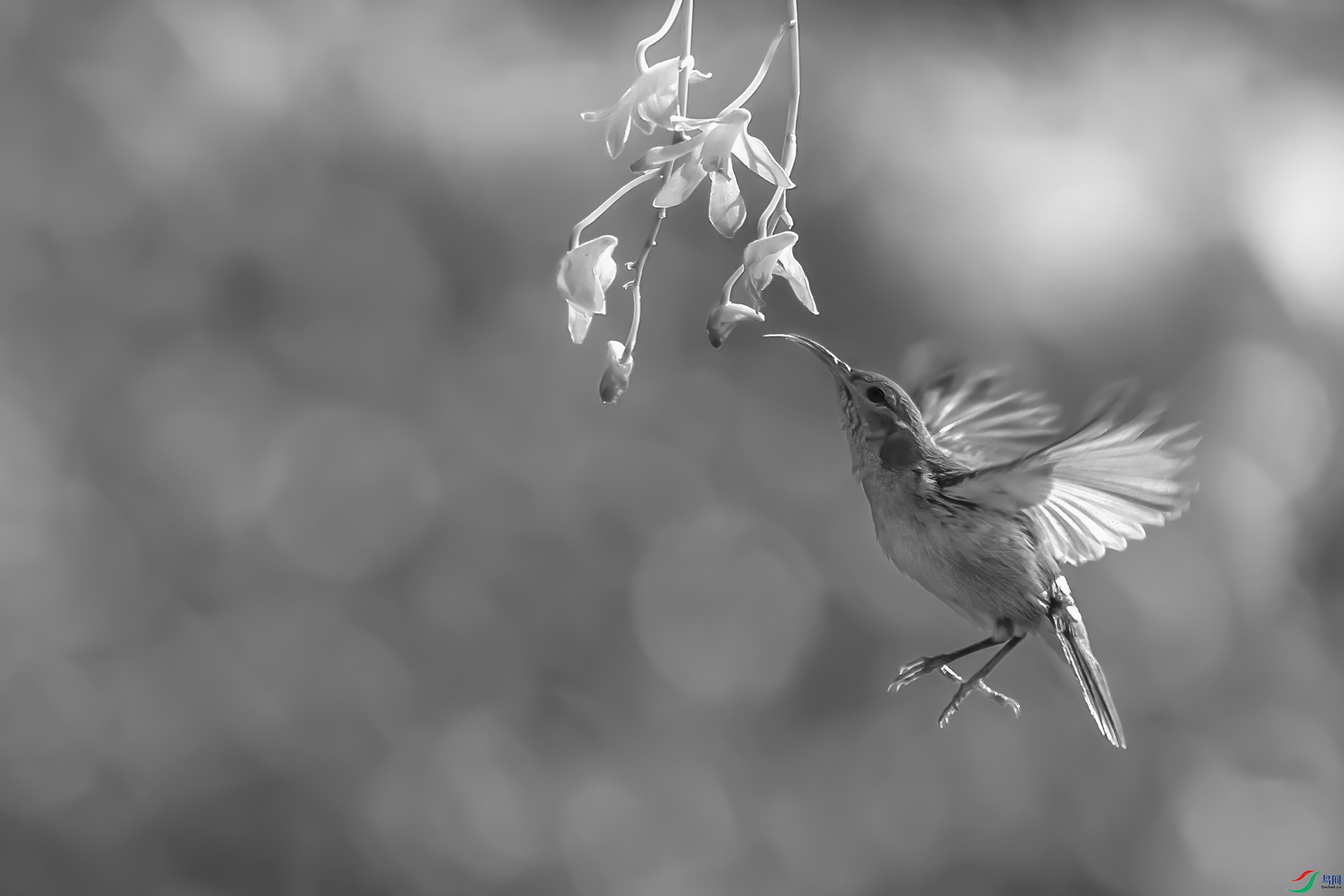 C09R4241 ����.jpg