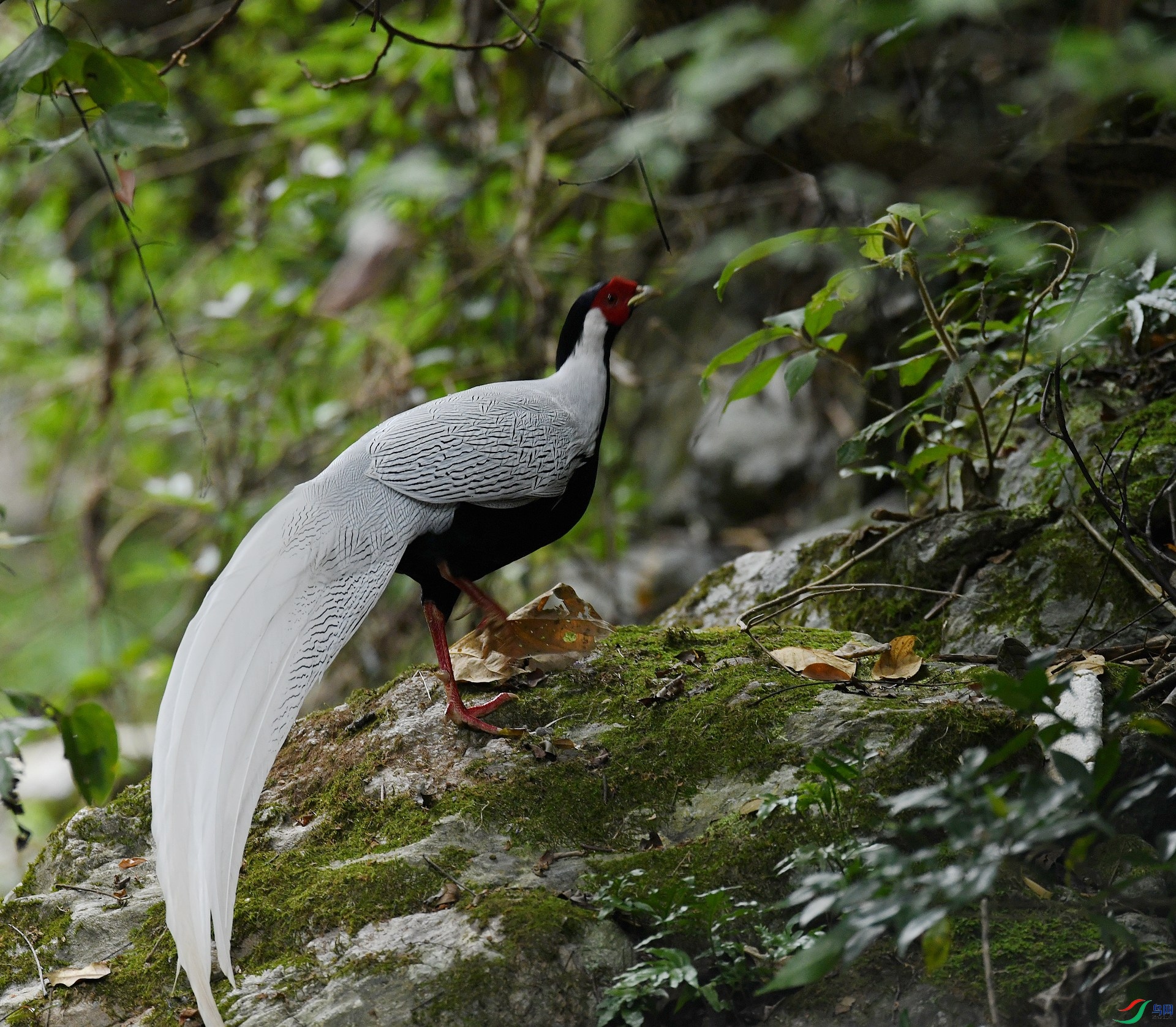 DSC_9136.jpg