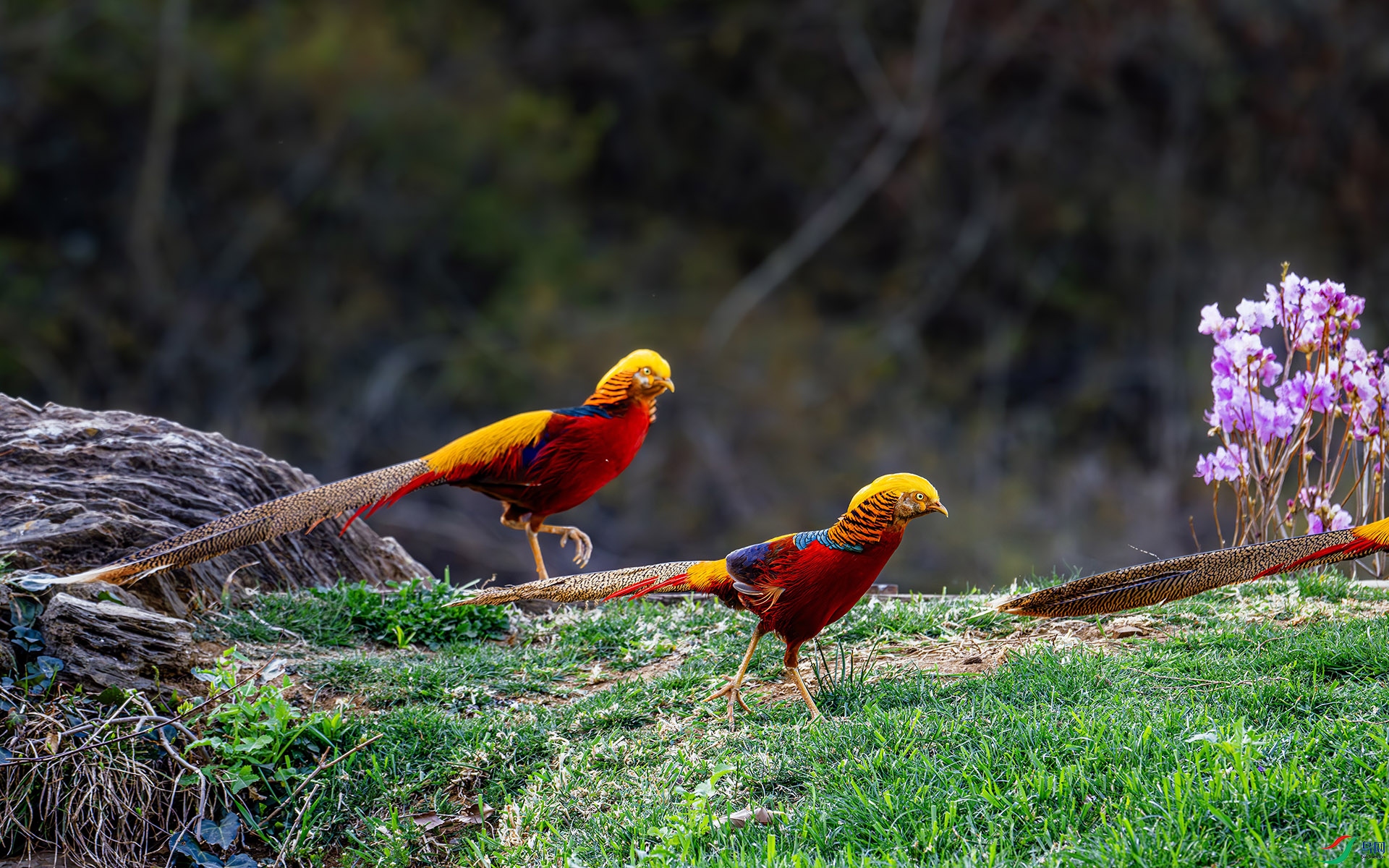 DSC_5946-����ǿ-NR ����.jpg