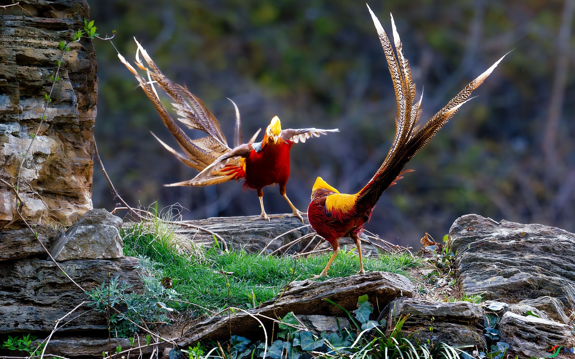 DSC_5966-����ǿ-NR ����.jpg