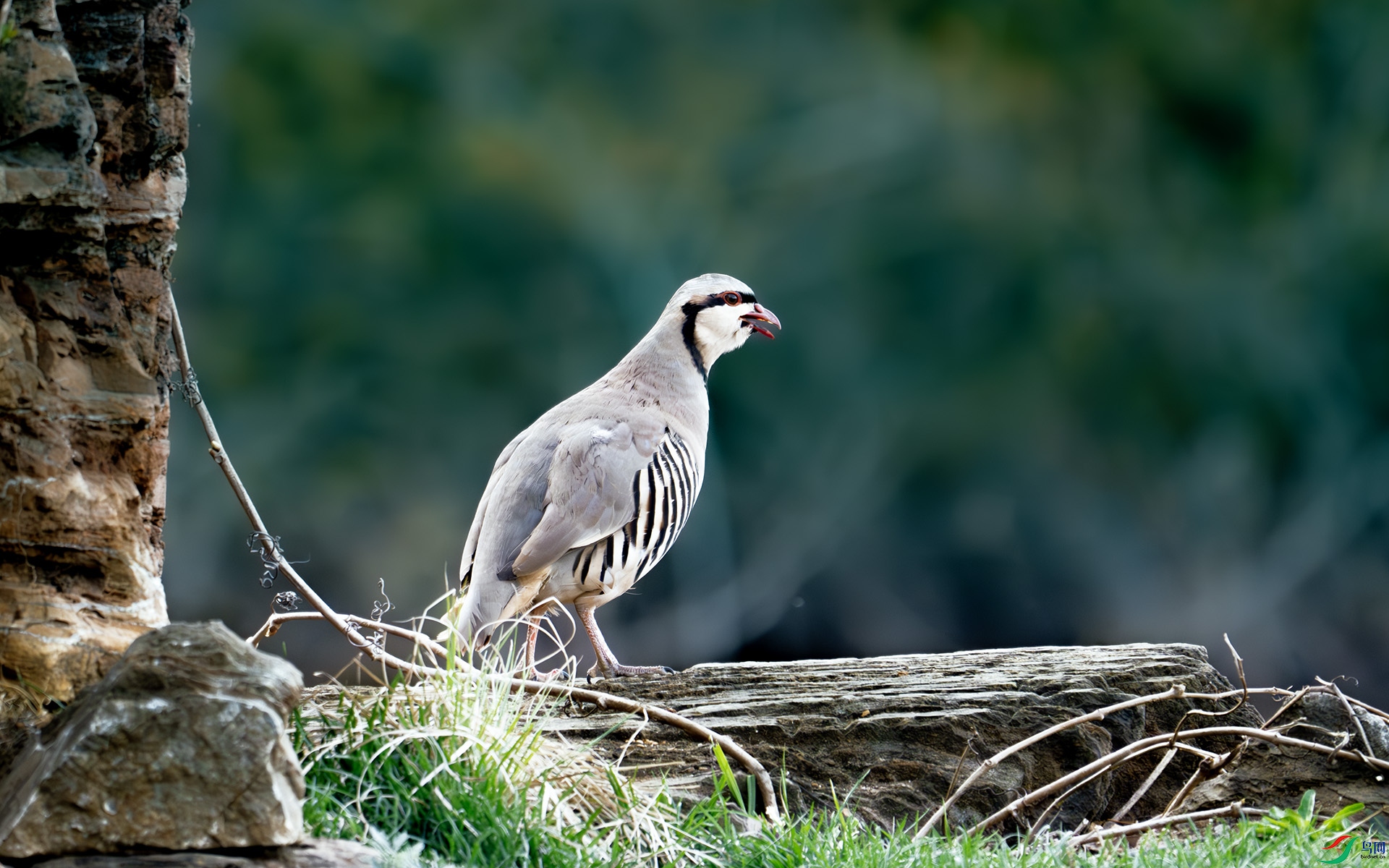 DSC_6337-����ǿ-NR ����.jpg