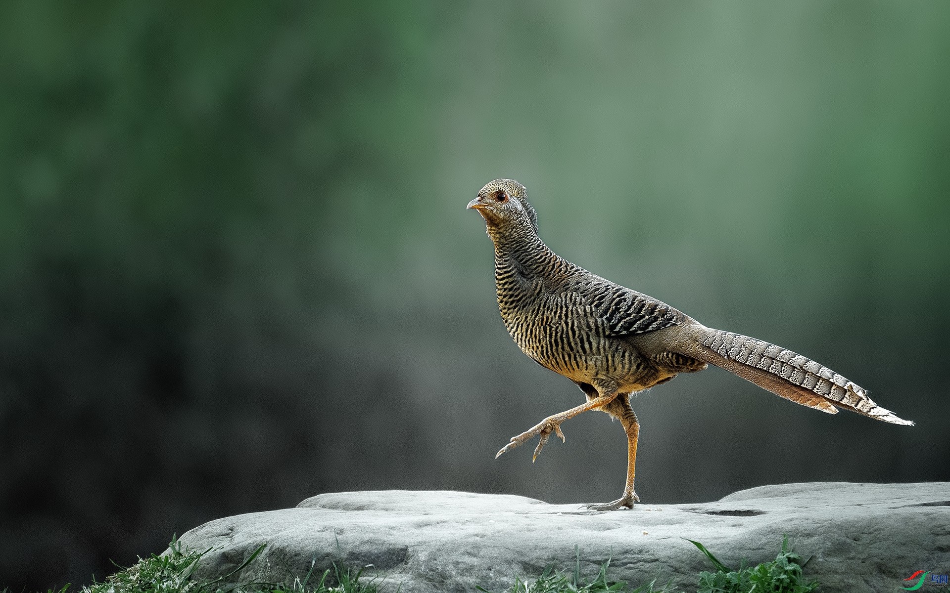 DSC_7184 ����.jpg