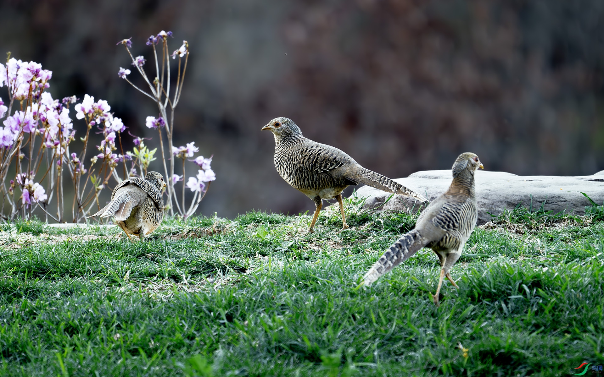 DSC_8041-����ǿ-NR ����.jpg