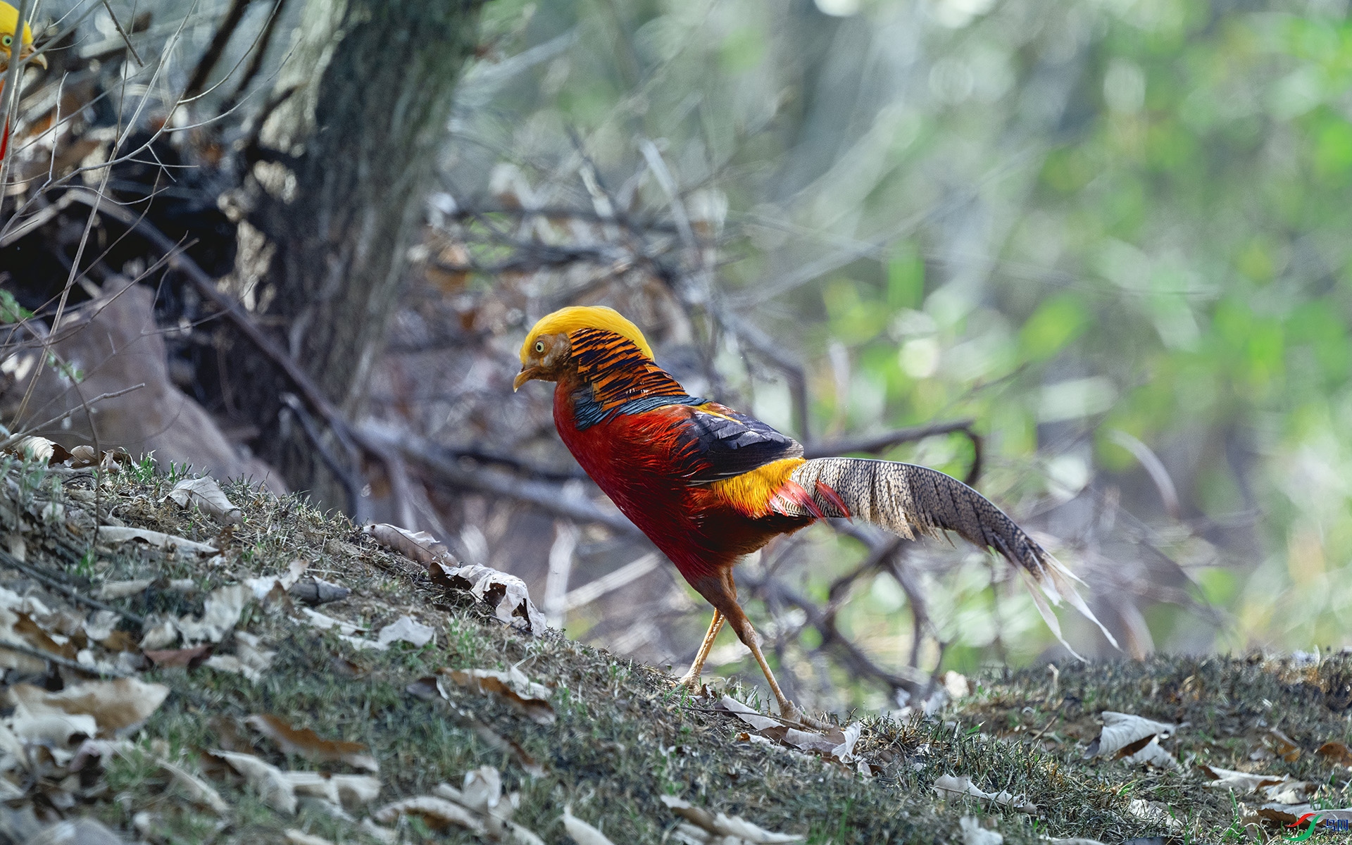 DSC_9087 ����.jpg