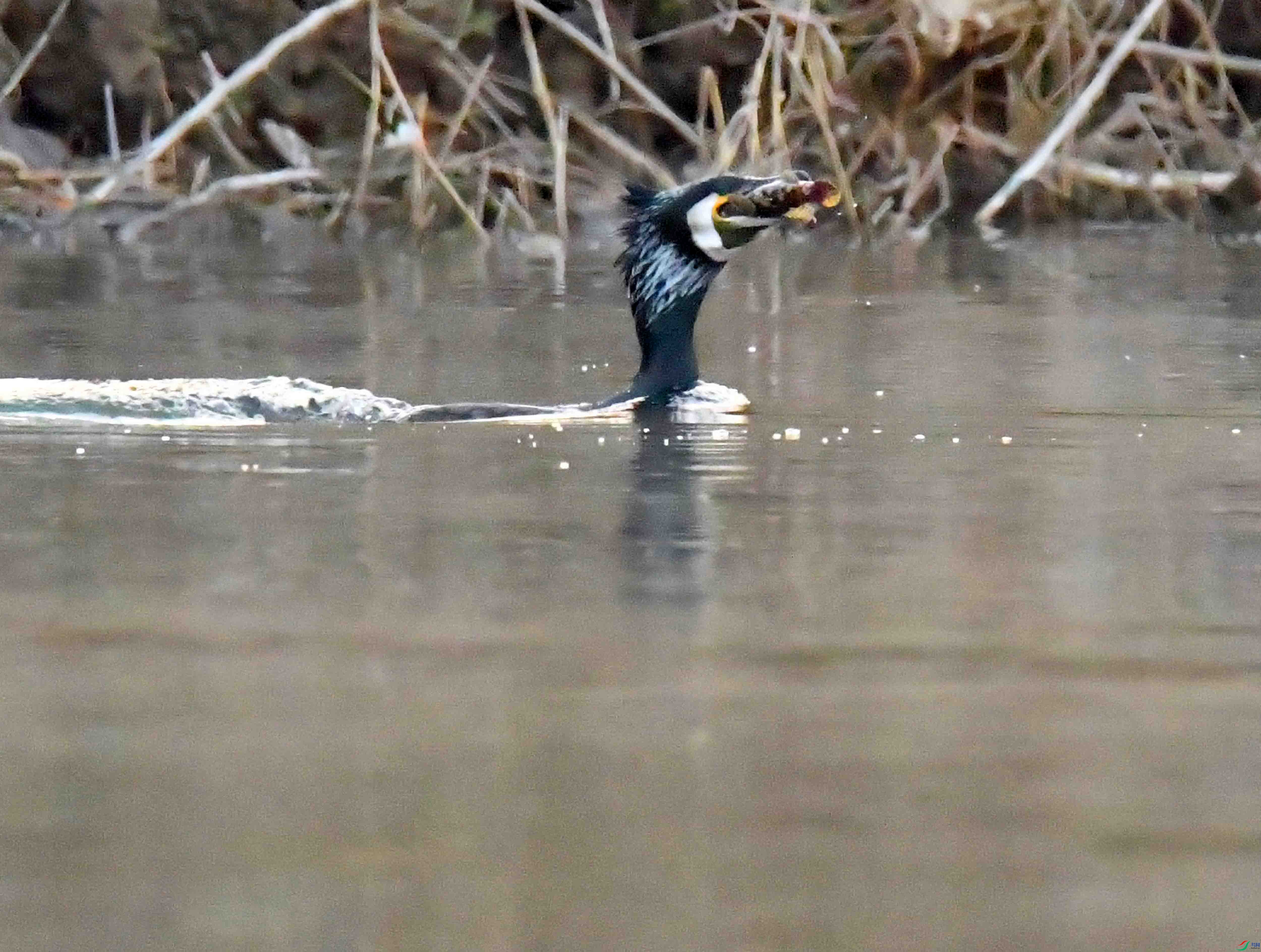 DSC_5519.JPG