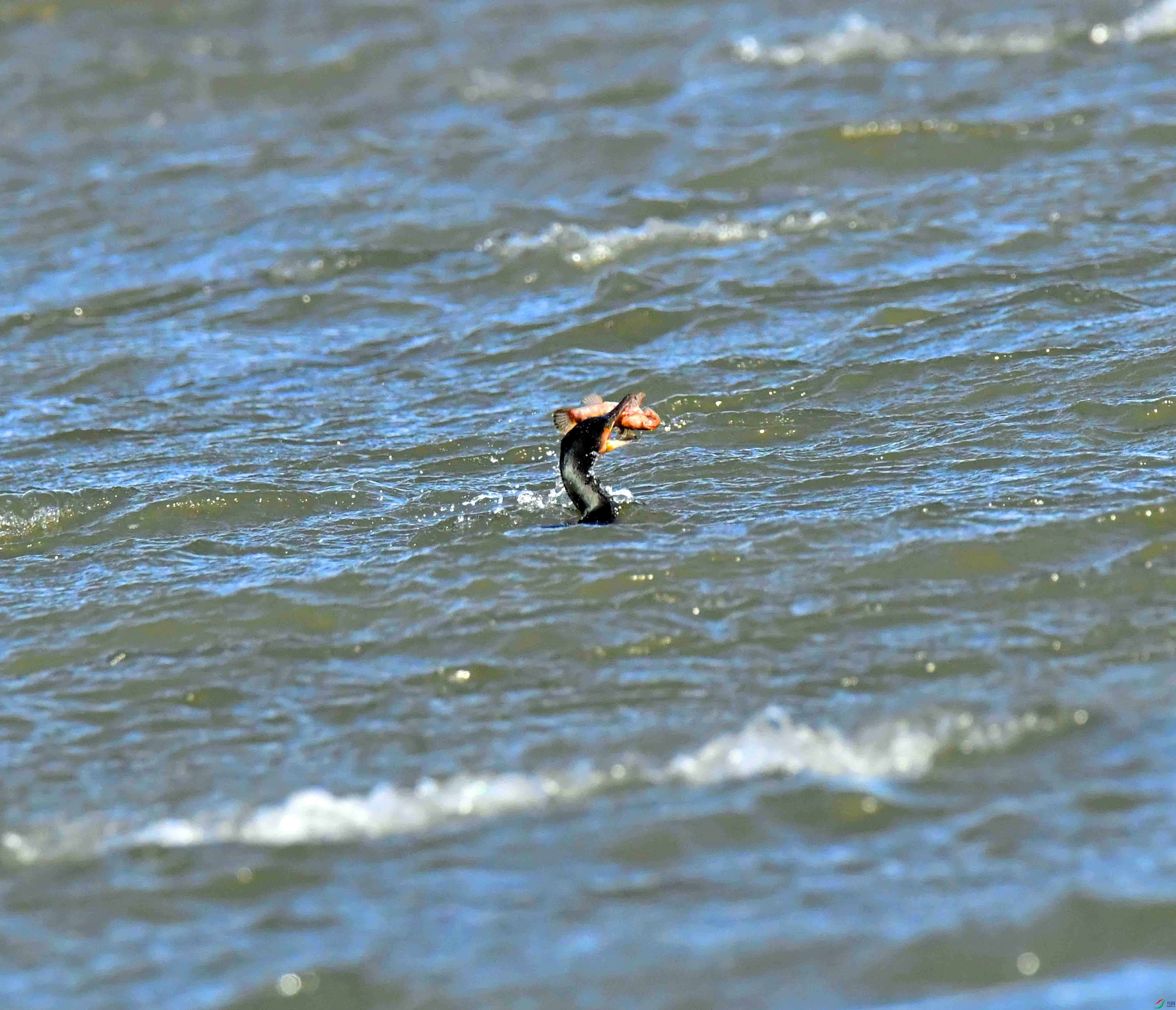 DSC_5898.JPG