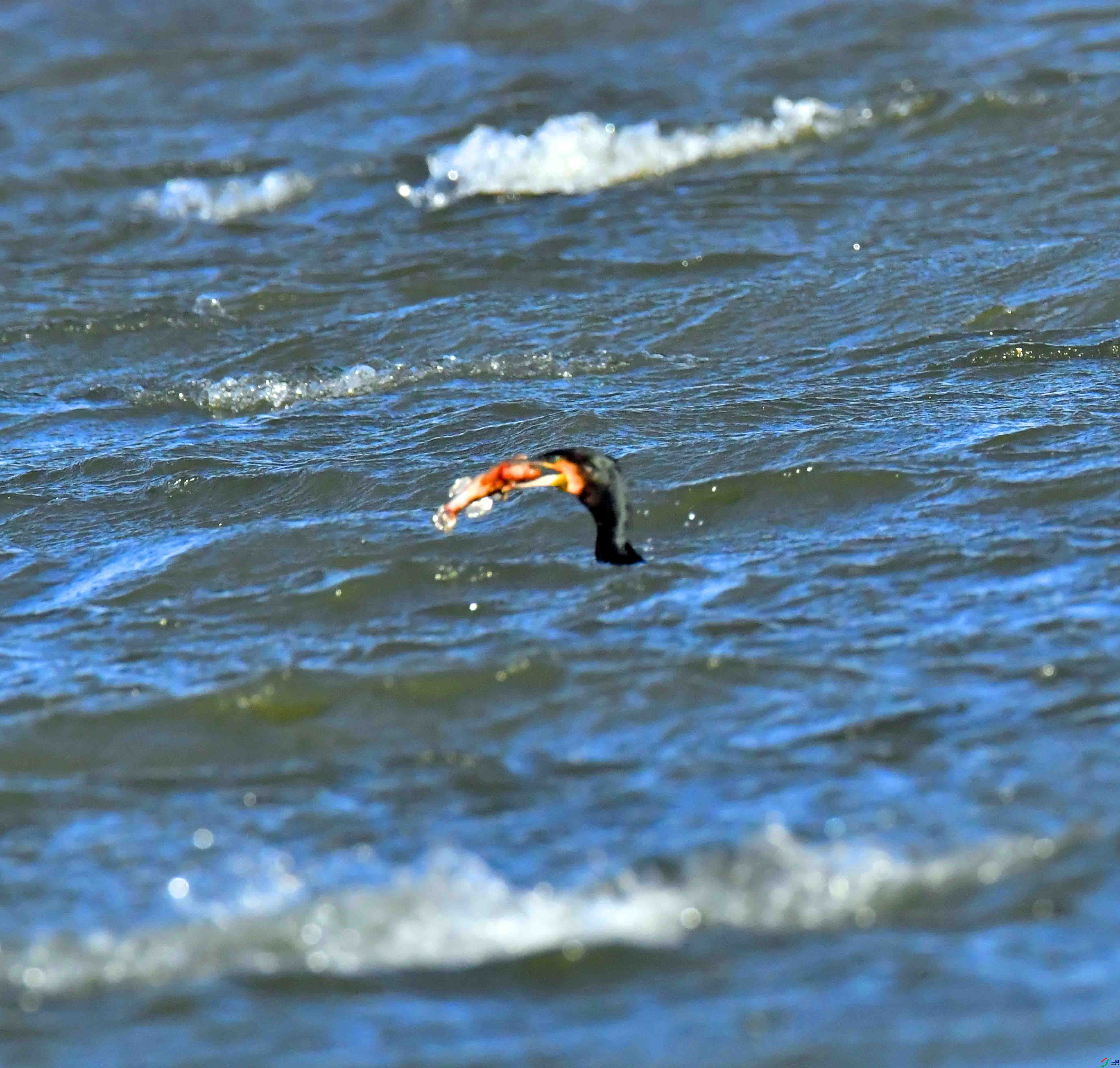 DSC_5903.JPG