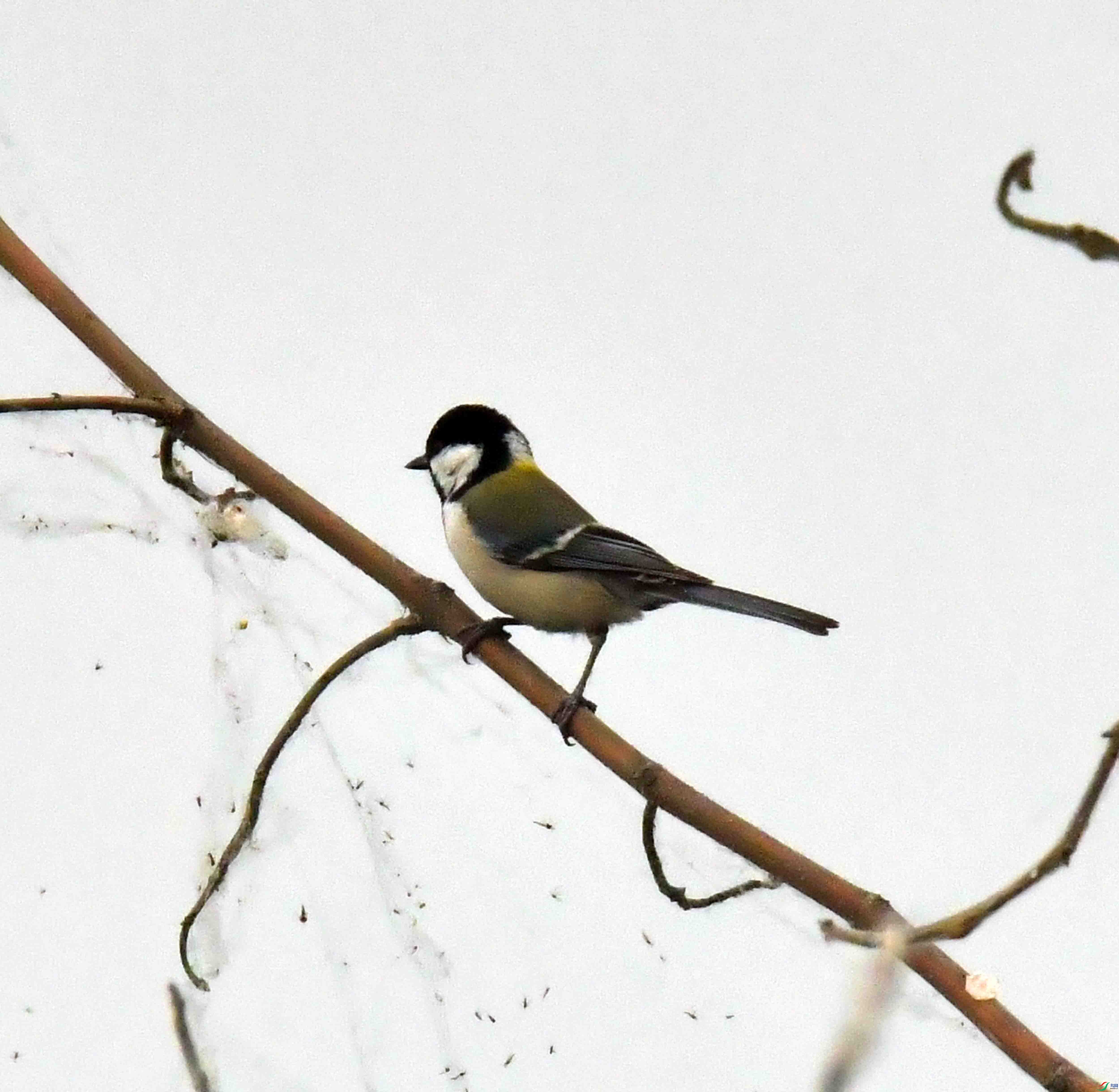 DSC_6284.JPG