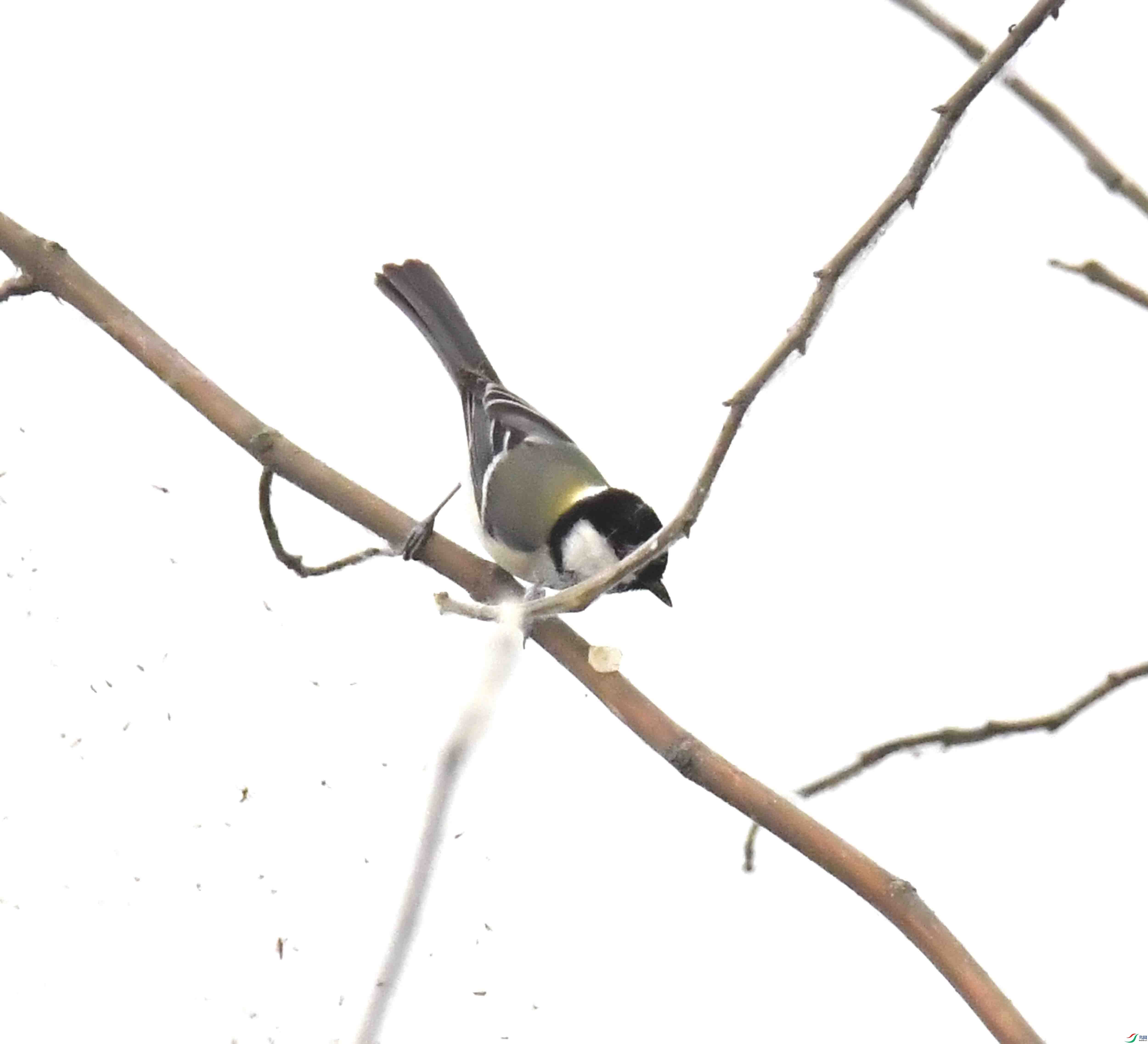 DSC_6301.JPG