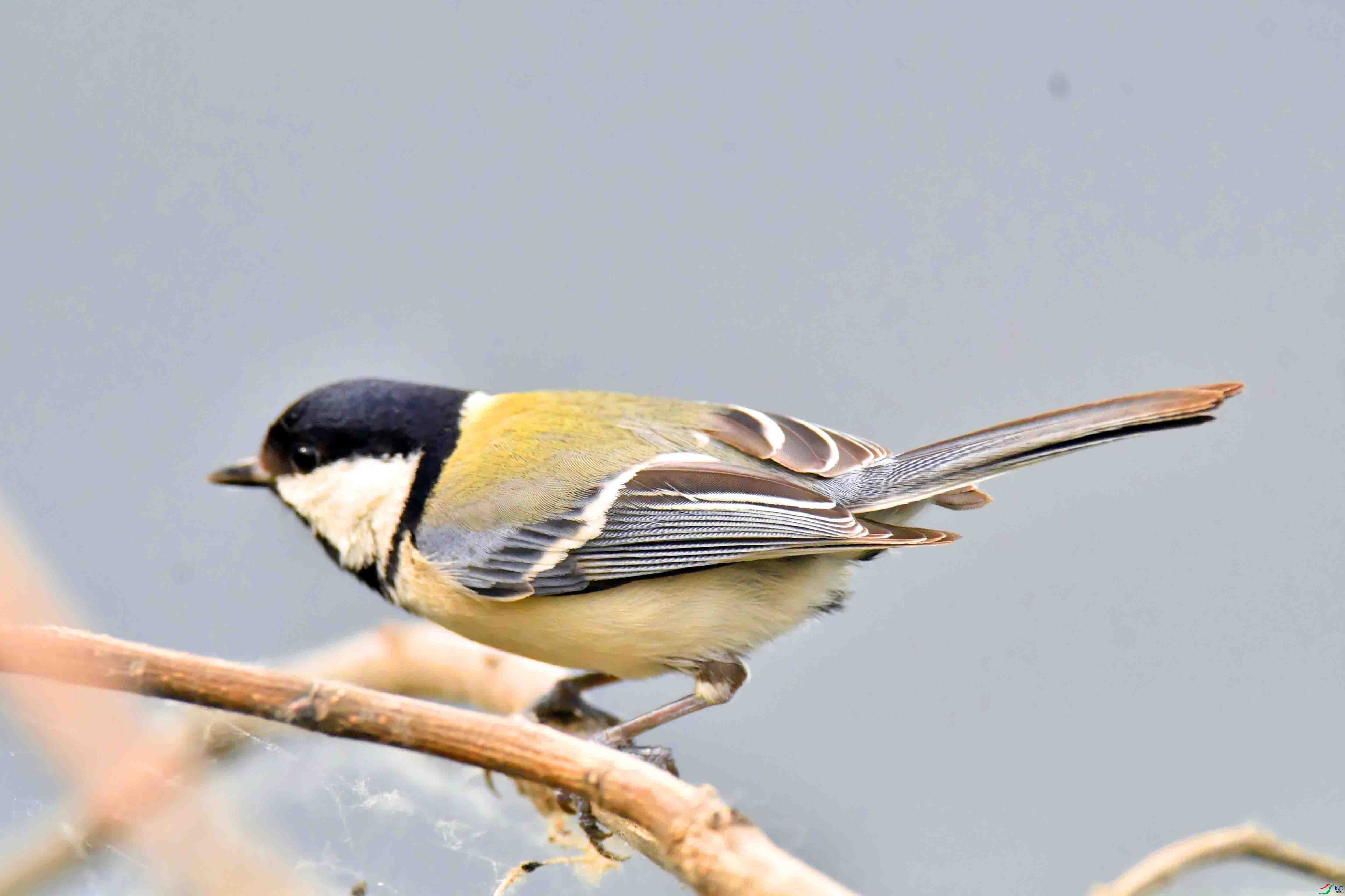 DSC_6393.JPG