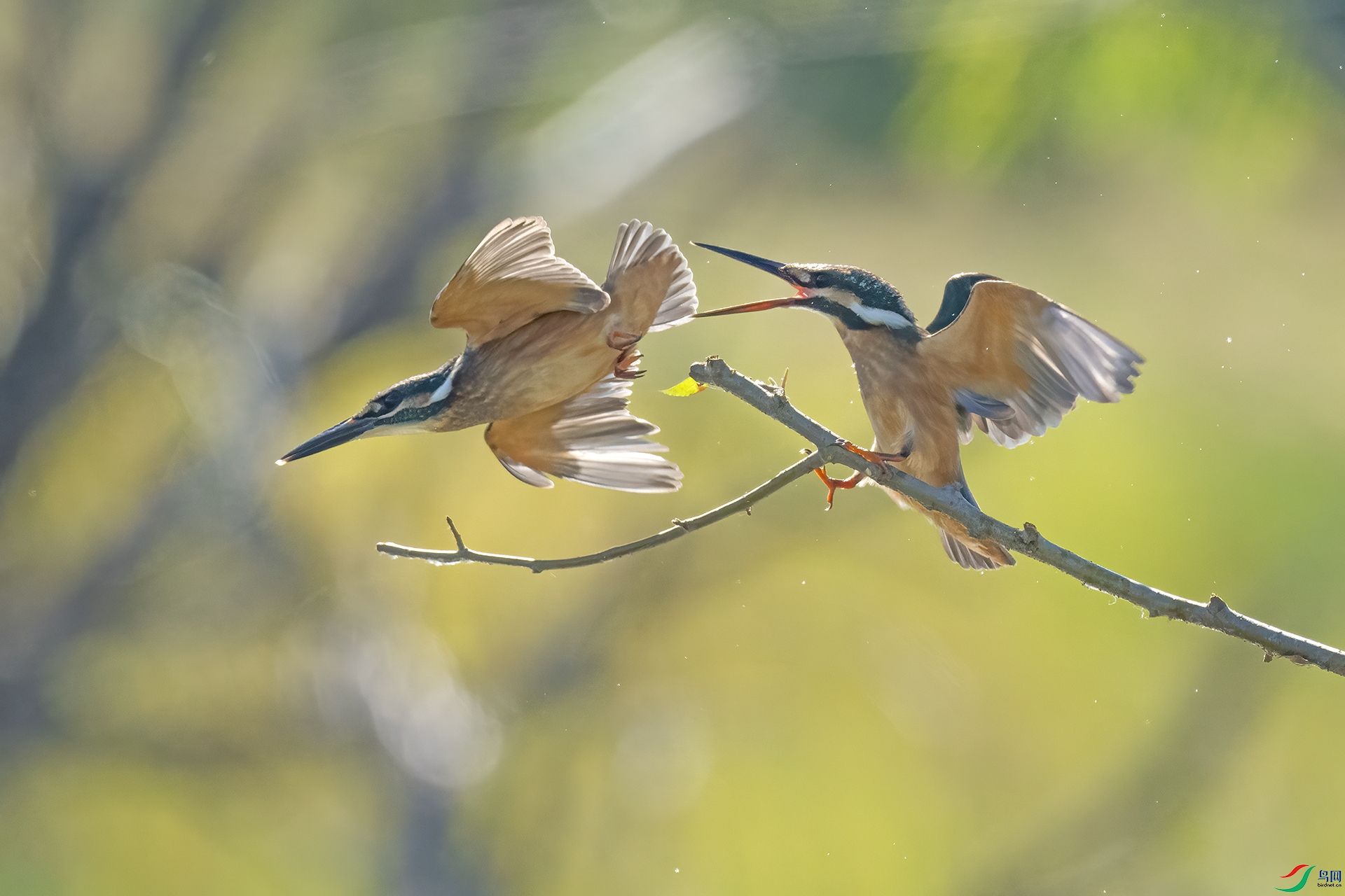 DSC_4478 ����.jpg