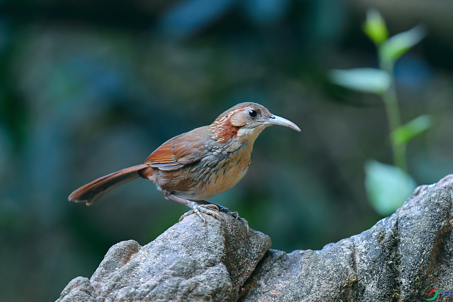 2DSC_1123_DxOa.jpg