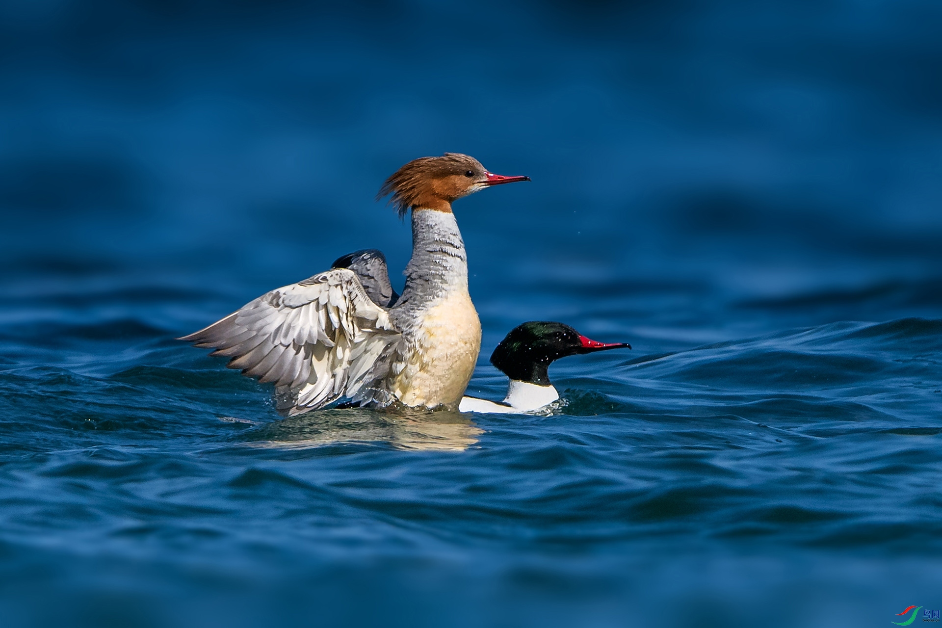 ��_AUU5534����ͨ��ɳѼ(24.2.5)-1.jpg