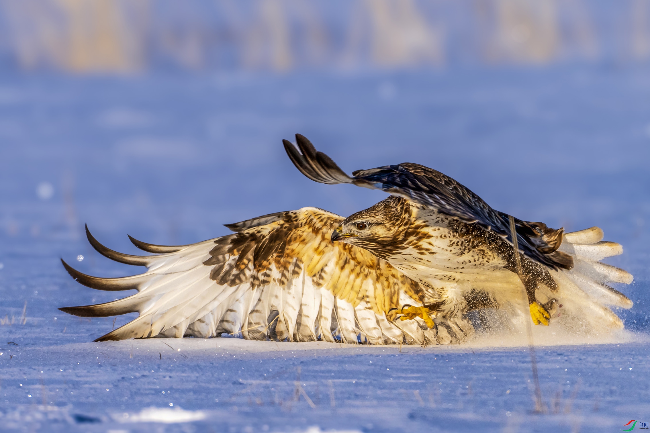 DSC04331 ����.jpg