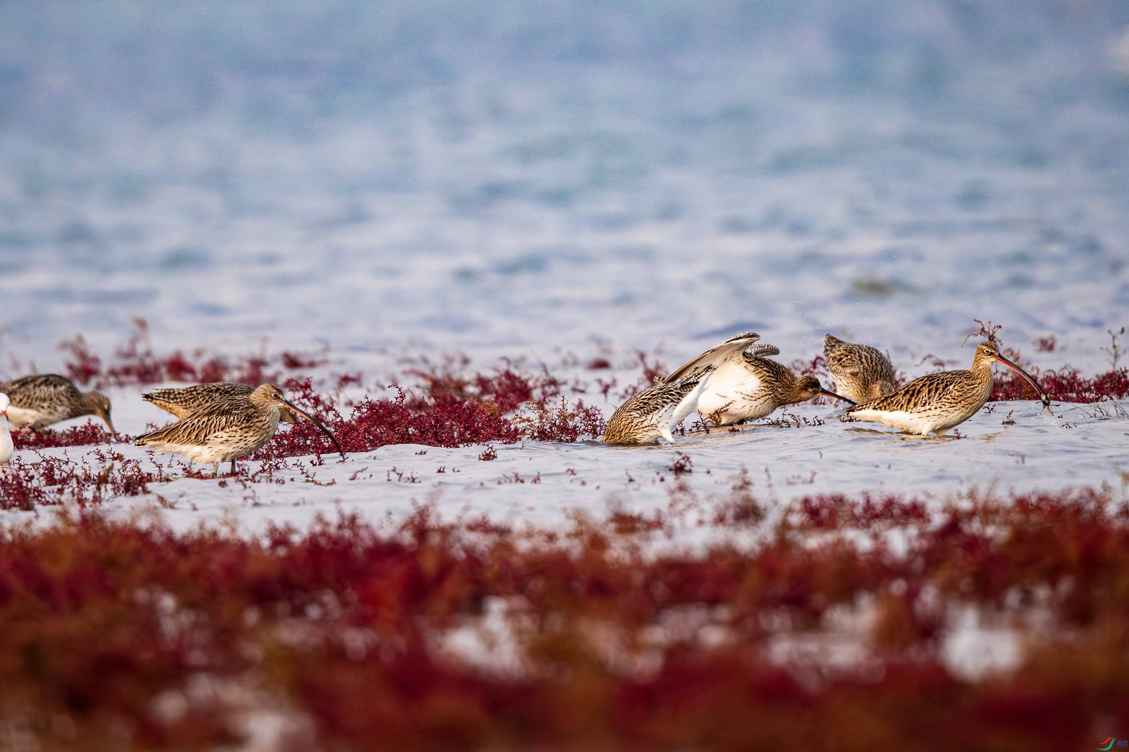 _DSC7158-����ǿ-NR ����.jpg