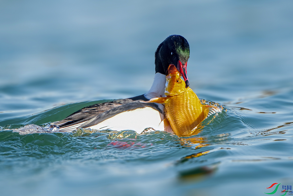 ���ӣ��ٻ񱾰���� ��Ӱʦ��������Ҷ98 26.png