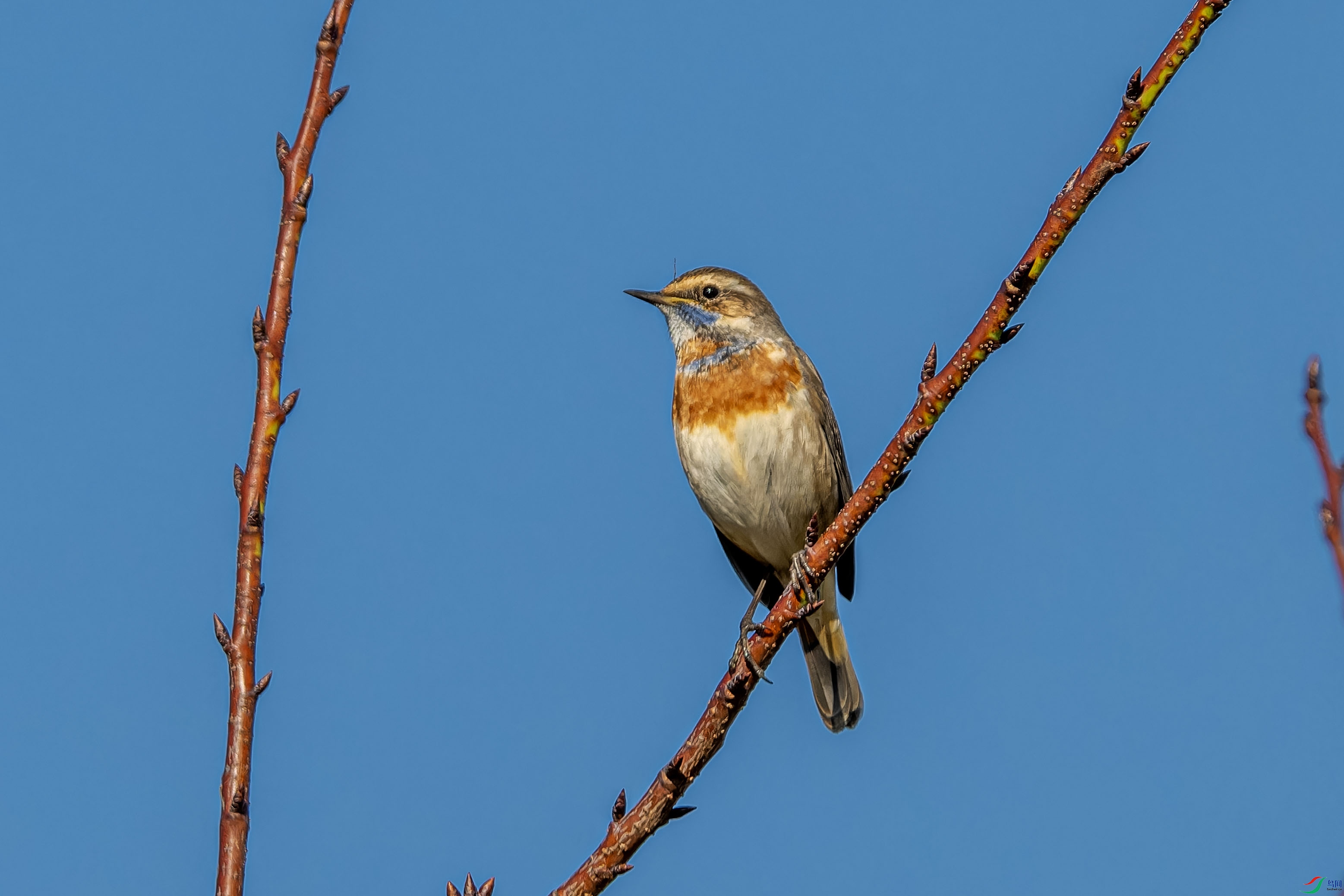 Z8D_0282-NEF_DxO_DeepPRIMEXD ����.jpg