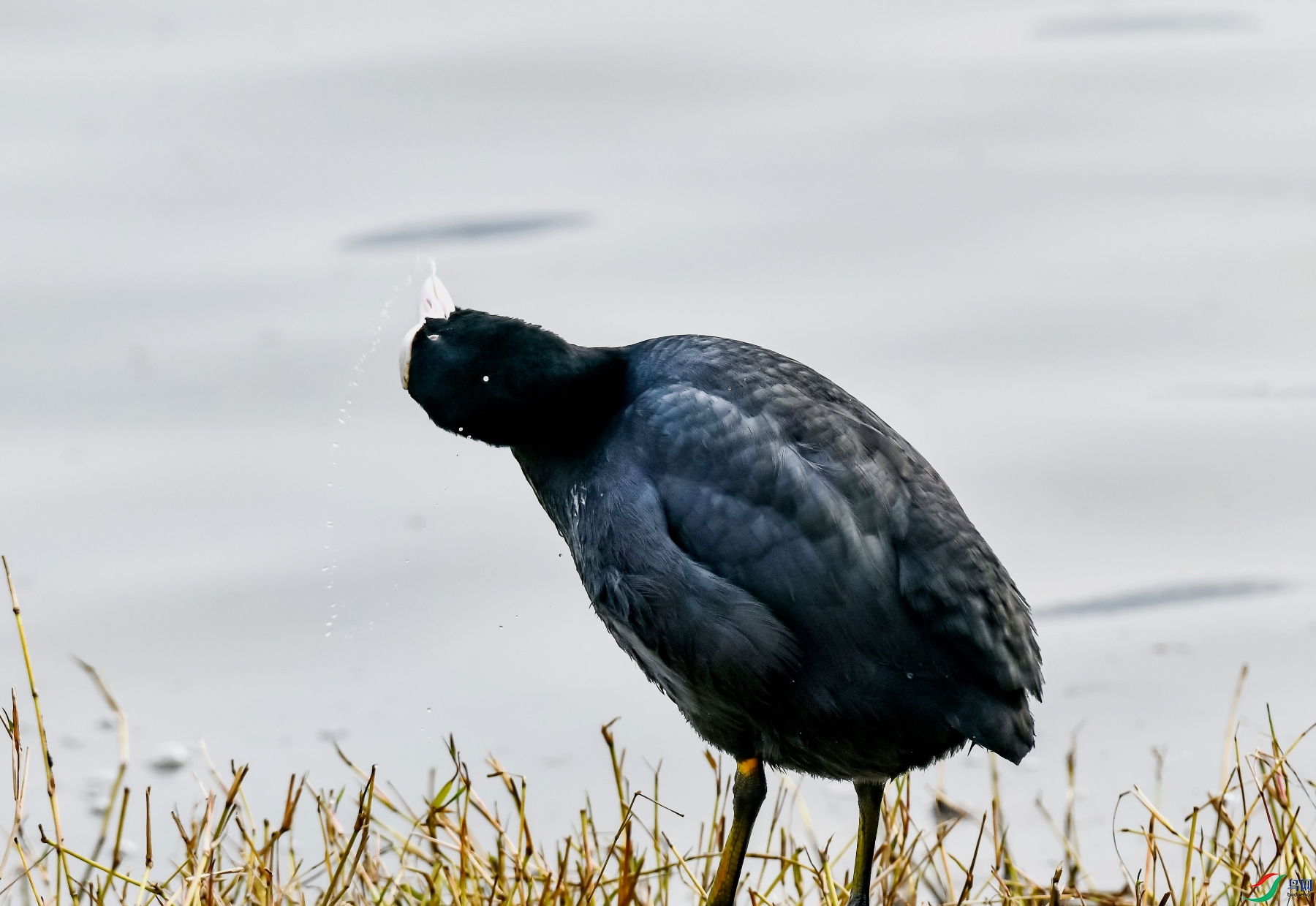 DSC_4704---_conew1.jpg